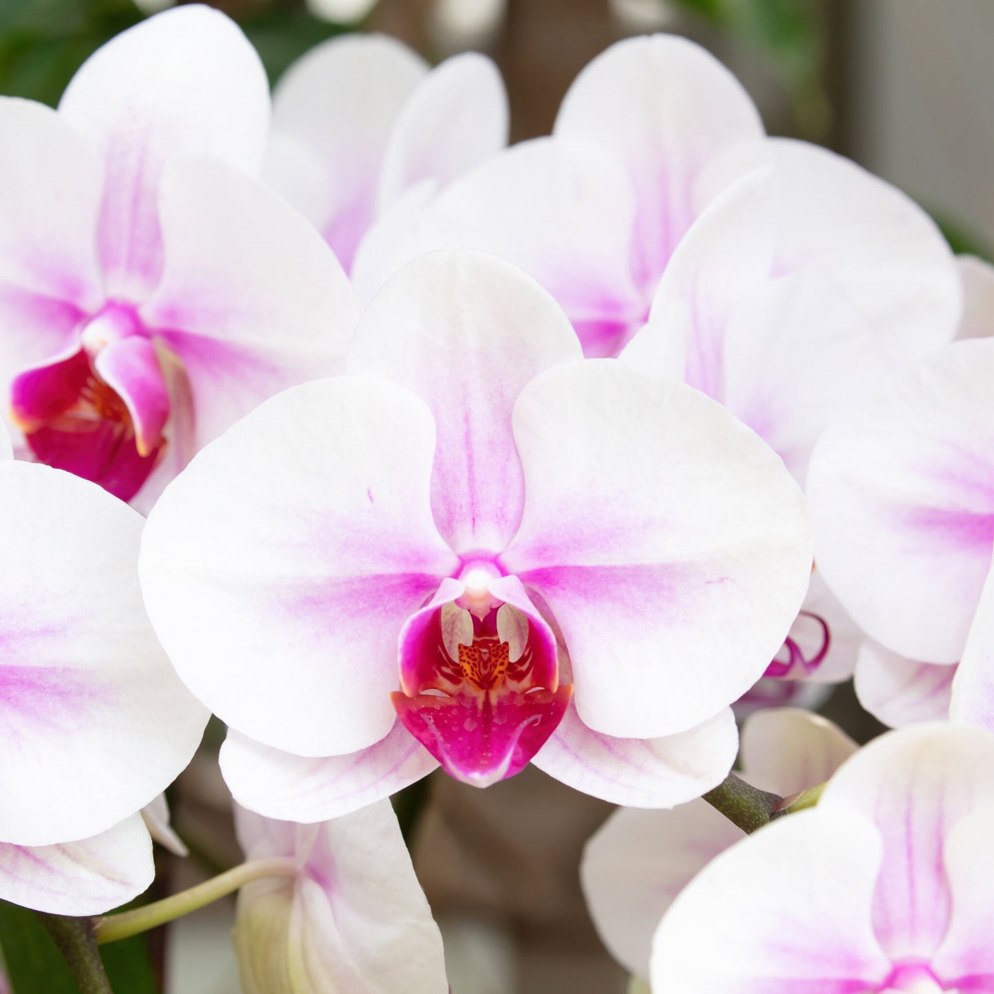 Phalaenopsis Orchid print, white and pink orchid wall art, floral art, flower photo, moth orchid decor, paper, large canvas, 5x7 to 40x60"