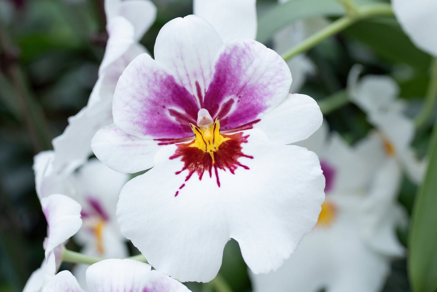 Pansy Orchid print, white Miltoniopsis orchid photo, orchid wall art, floral art, flower photography, orchid lover gift, 5x7 to 32x48"