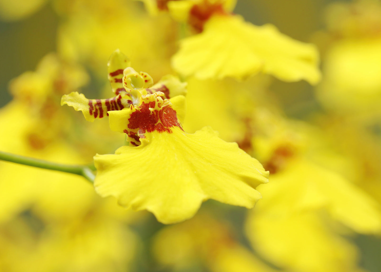 Oncidium Orchid print, yellow orchid decor, orchid picture, floral photography, bright wall art over couch, orchid lover gift, 5x7 to 32x48"