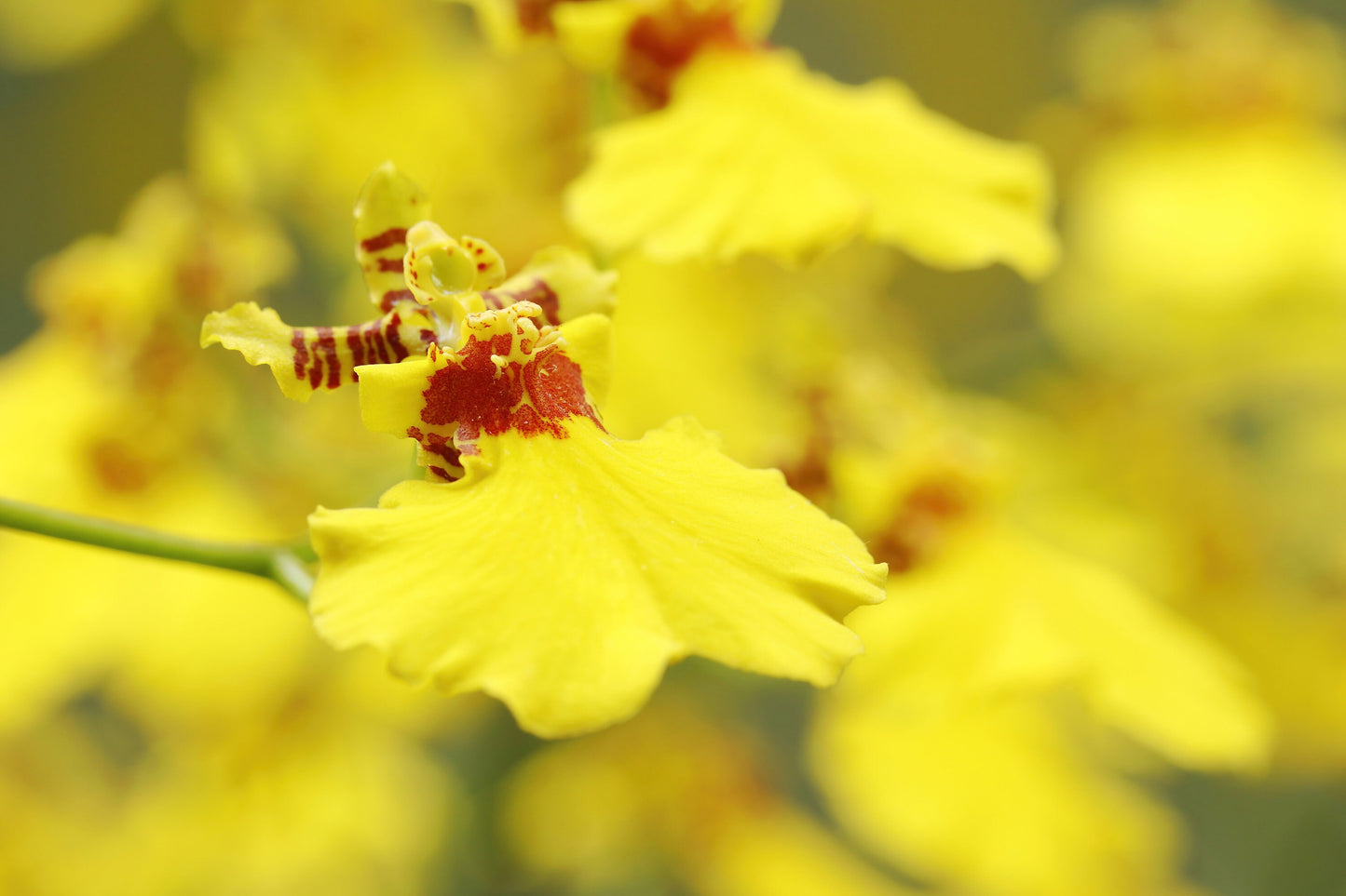 Oncidium Orchid print, yellow orchid decor, orchid picture, floral photography, bright wall art over couch, orchid lover gift, 5x7 to 32x48"