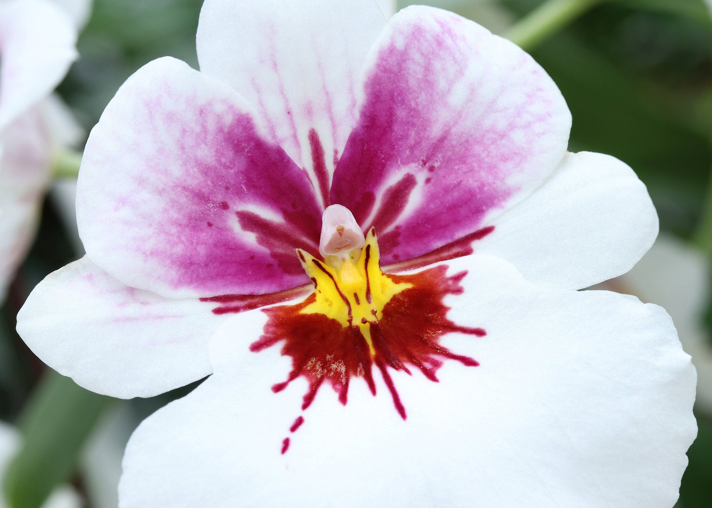 Pansy Orchid print, white Miltoniopsis orchid photo, orchid wall art, over bed wall decor, floral gift, orchid lover gift, 5x7 11x14 32x48"