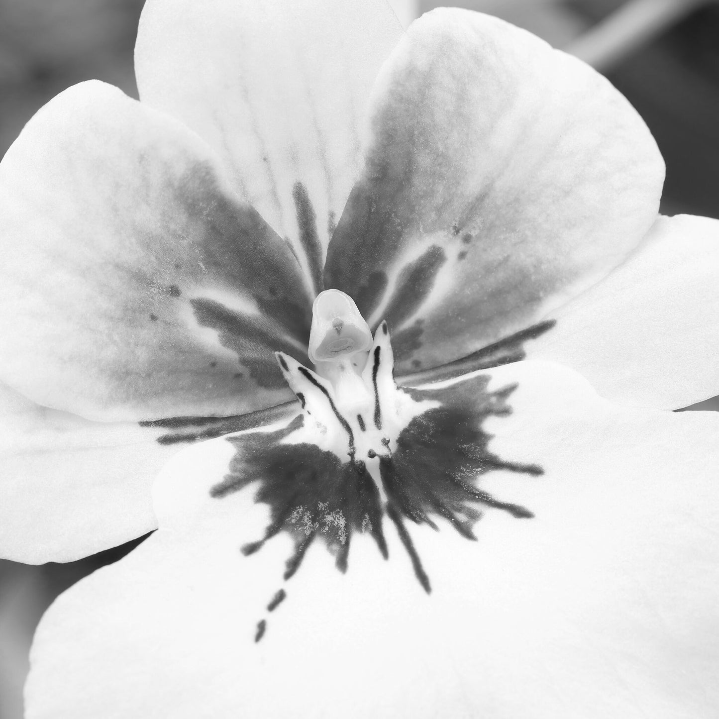 Black and white orchid print, Pansy Orchid photo, large orchid wall art, over bed wall decor, floral gift, orchid lover gift, 5x7 to 32x48"