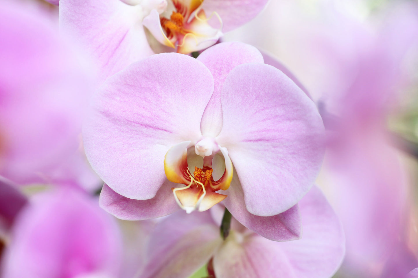 Lavender orchid print, Phalaenopsis orchid, lavender wall art, floral art, lavender photo, large canvas, above bed wall decor, 5x7 to 40x60"