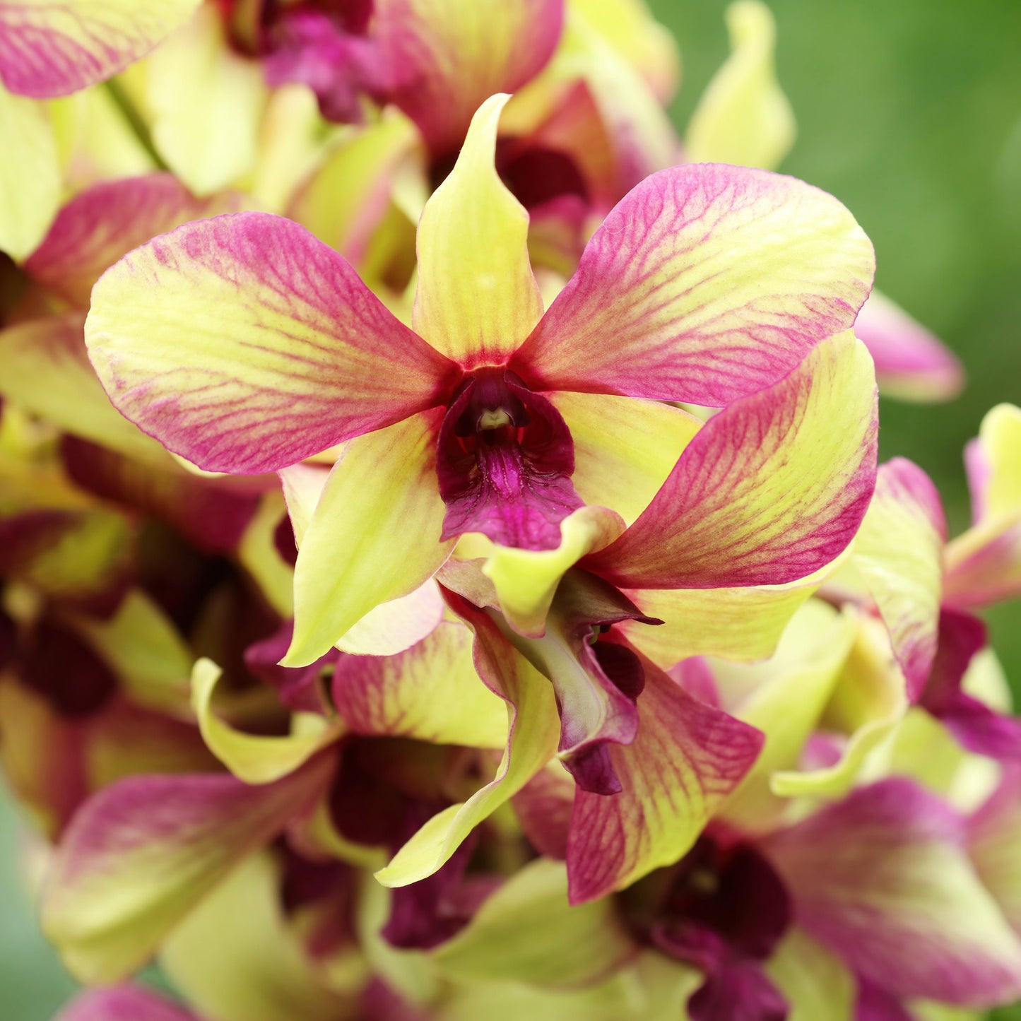 Dendrobium Orchid print, pink and yellow orchid picture, floral photography, bright wall art over couch, orchid lover gift, 5x7 to 40x60"