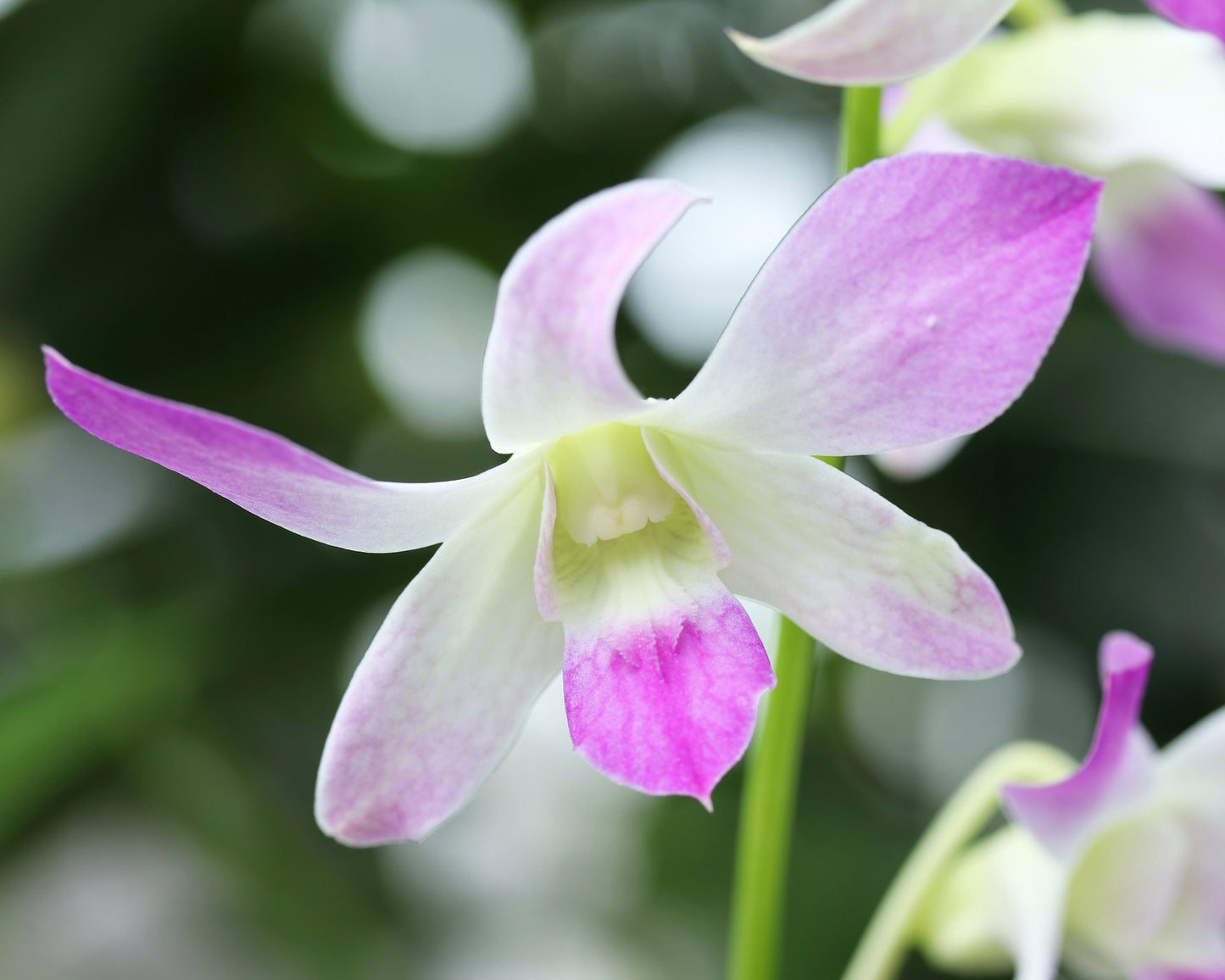 Dendrobium Orchid print, pink and white Dendrobium picture, floral art, large orchid wall art, canvas decor, framed art gift, 5x7 to 32x48"