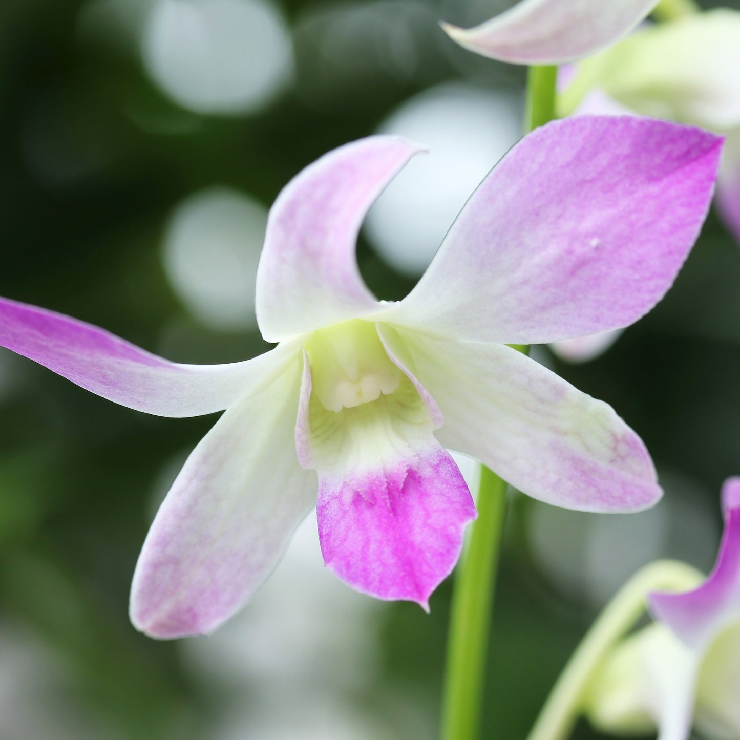 Dendrobium Orchid print, pink and white Dendrobium picture, floral art, large orchid wall art, canvas decor, framed art gift, 5x7 to 32x48"