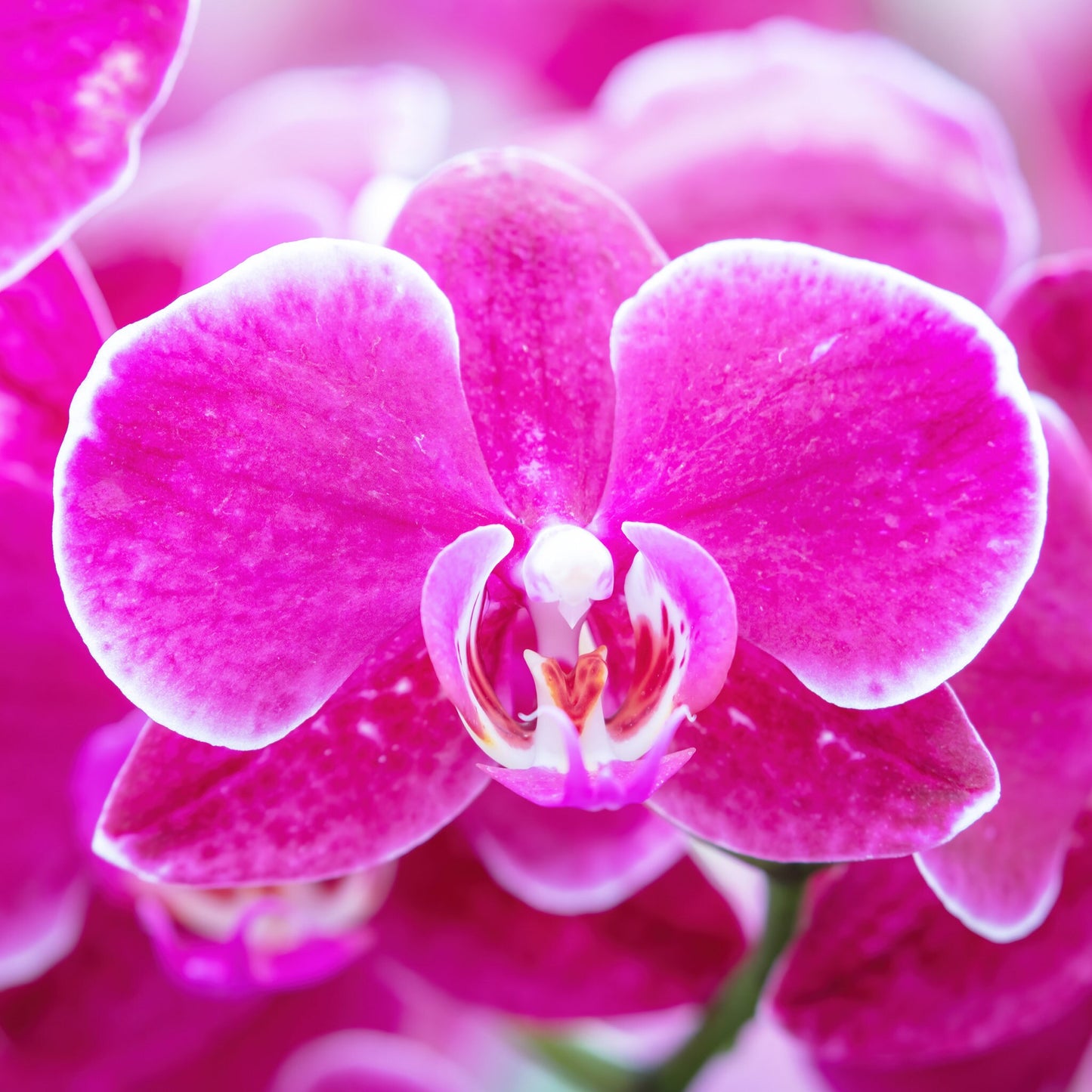 Phalaenopsis Orchid print, pink orchid in bloom, fuschia art, floral wall art, flower photography, large canvas photo decor, 5x7 to 40x60"