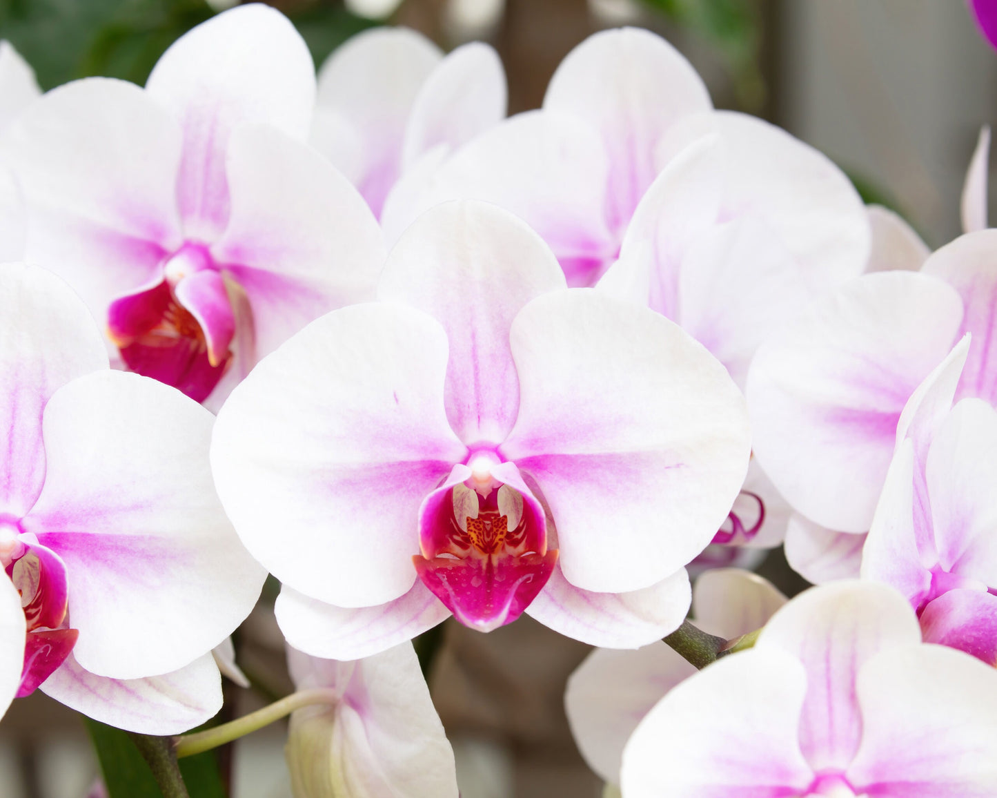 Phalaenopsis Orchid print, white and pink orchid wall art, floral art, flower photo, moth orchid decor, paper, large canvas, 5x7 to 40x60"