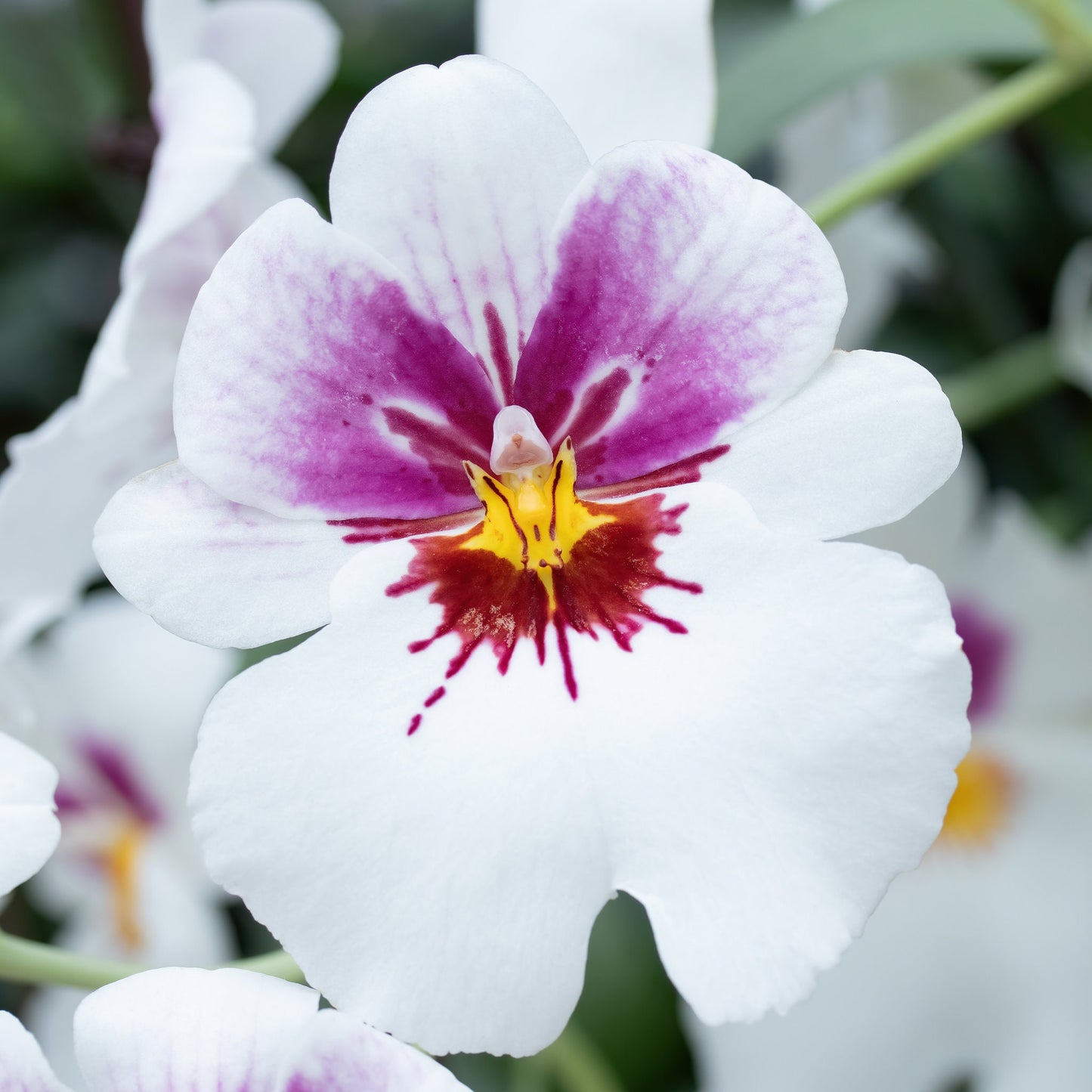 Pansy Orchid print, white Miltoniopsis orchid photo, orchid wall art, floral art, flower photography, orchid lover gift, 5x7 to 32x48"