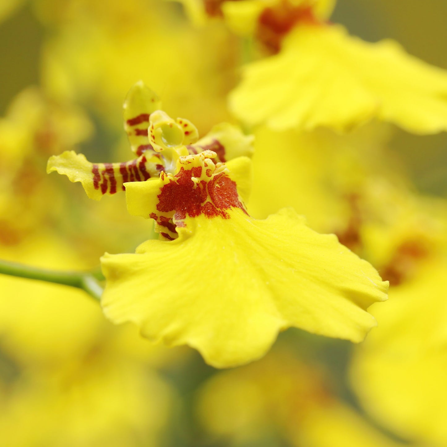 Oncidium Orchid print, yellow orchid decor, orchid picture, floral photography, bright wall art over couch, orchid lover gift, 5x7 to 32x48"