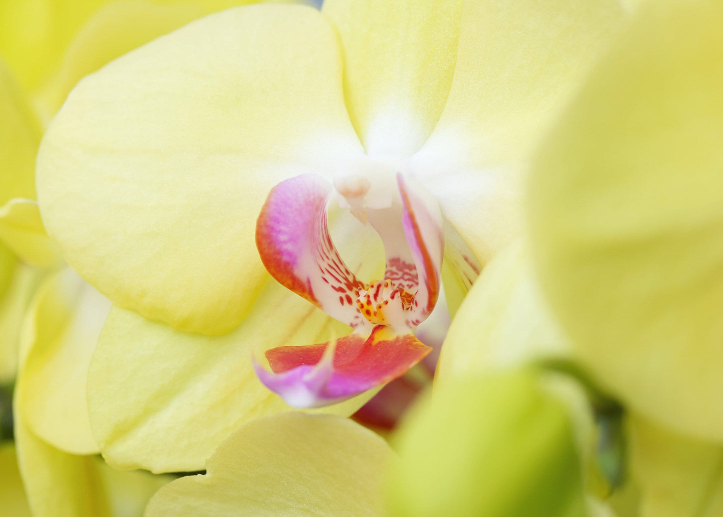 Phalaenopsis Orchid print, yellow orchid in bloom, floral wall art, flower photography, over the couch art, above bed decor, 5x7 to 32x48"