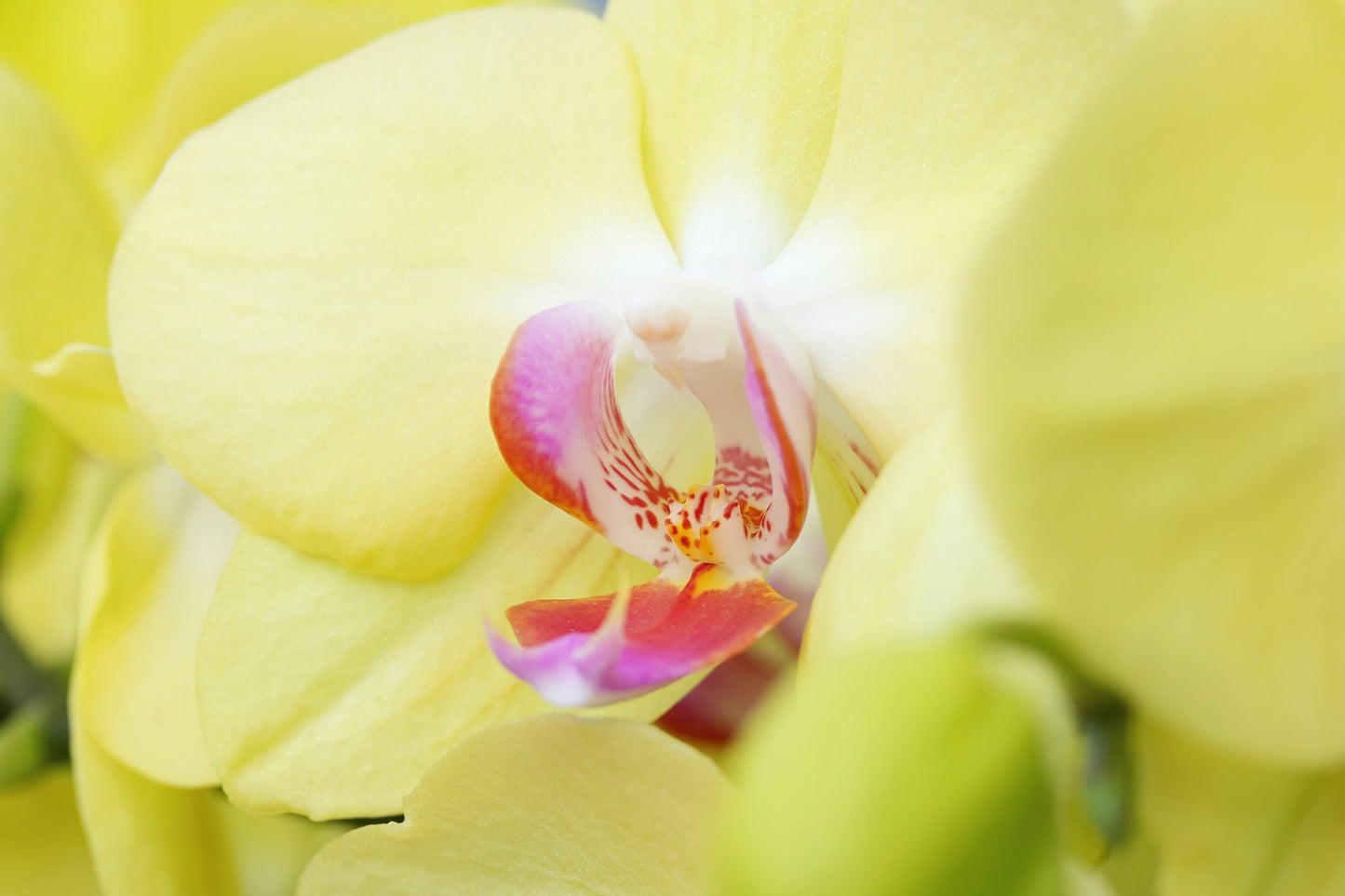 Phalaenopsis Orchid print, yellow orchid in bloom, floral wall art, flower photography, over the couch art, above bed decor, 5x7 to 32x48"