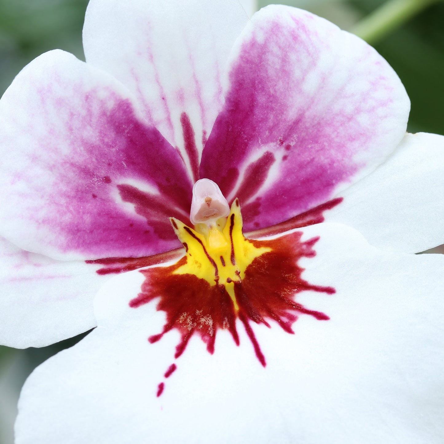 Pansy Orchid print, white Miltoniopsis orchid photo, orchid wall art, over bed wall decor, floral gift, orchid lover gift, 5x7 11x14 32x48"