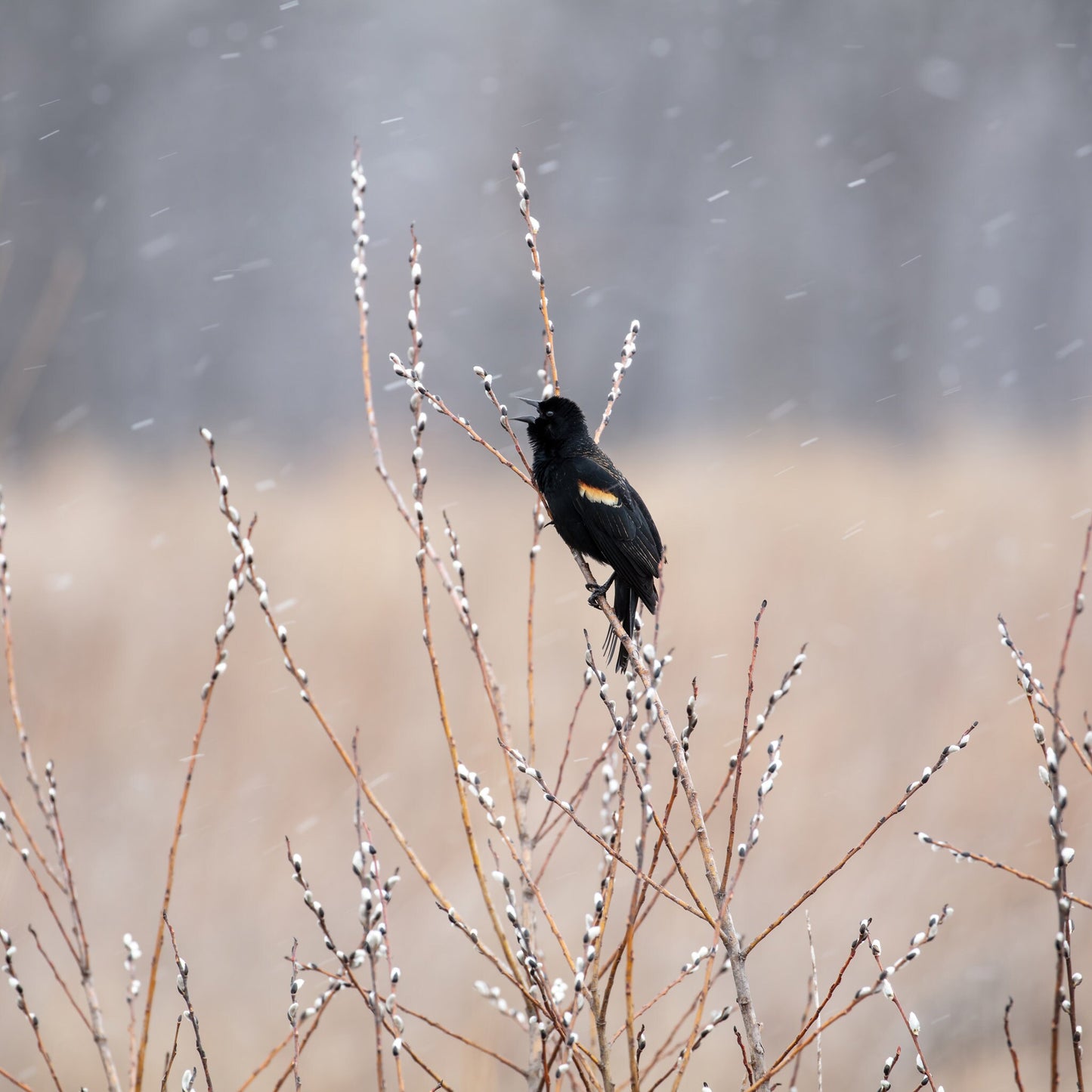 Singing Blackbird on pussy willow art, bird singing in falling snow print, large bird wall art, Red-winged Blackbird print, 5x7 to 40x60"