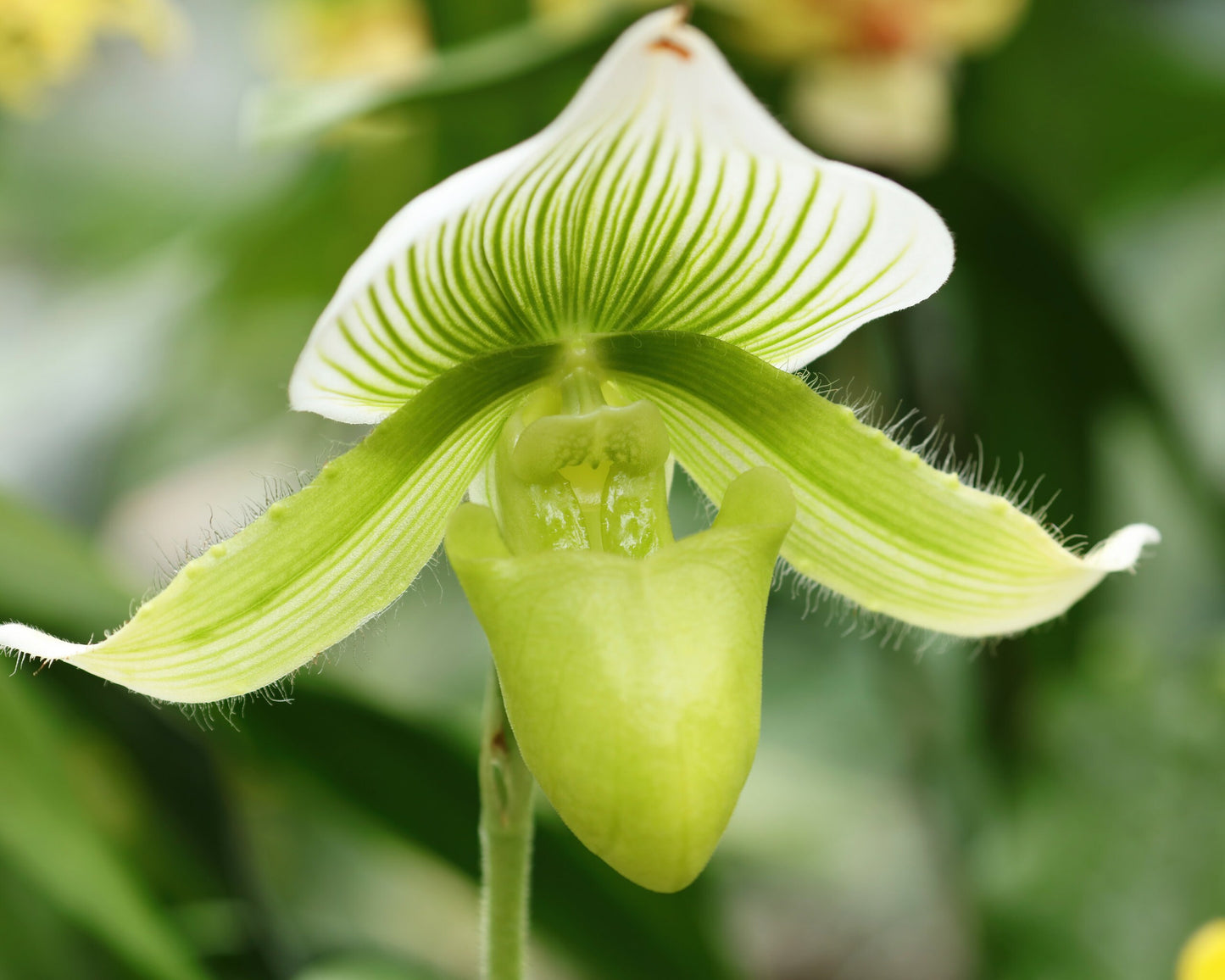 Lady's Slipper Orchid print, green and white Paphiopedilum picture, orchid lover gift, large over bed decor, floral wall art, 5x7 to 40x60"