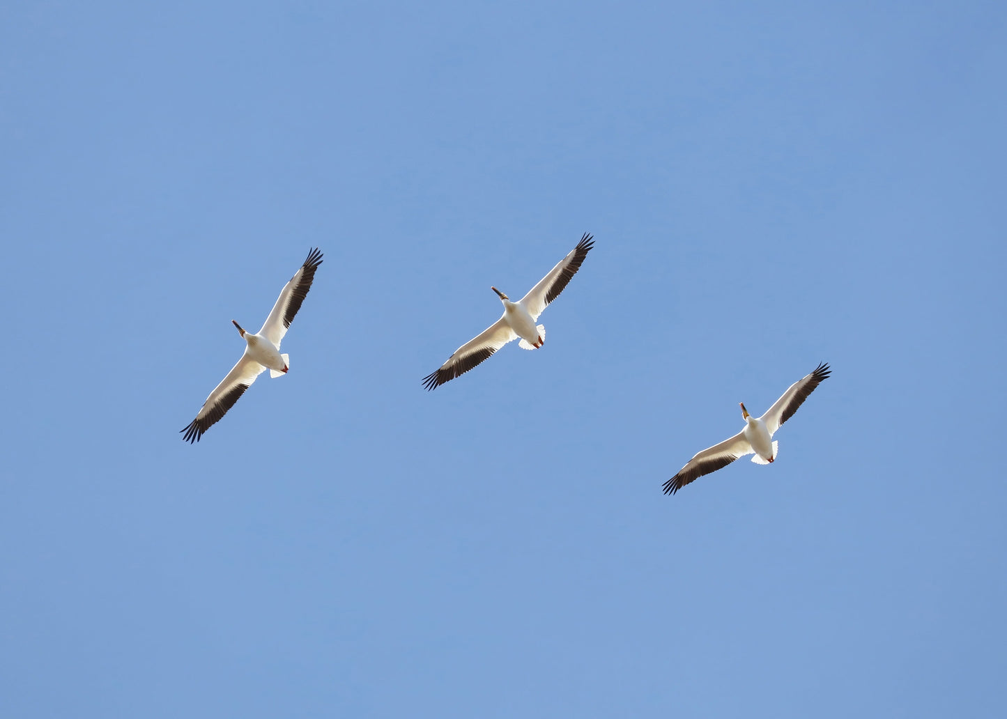 American White Pelican print, flock of pelicans in flight, soaring pelicans, birds in flight wall art, pelican picture decor, 5x7 to 16x24"