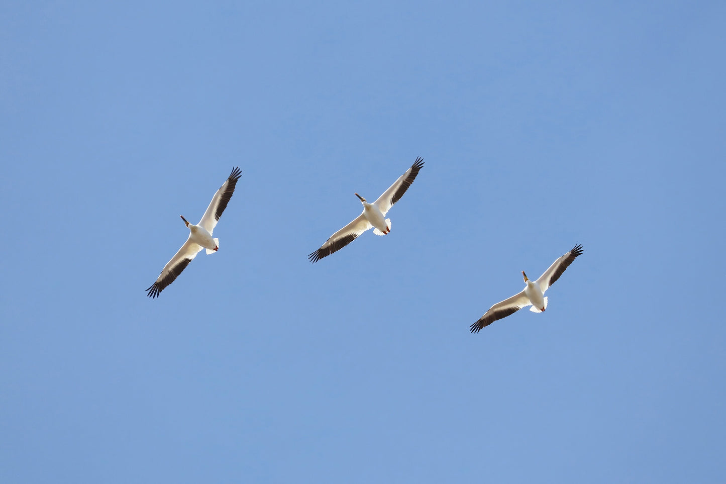 American White Pelican print, flock of pelicans in flight, soaring pelicans, birds in flight wall art, pelican picture decor, 5x7 to 16x24"