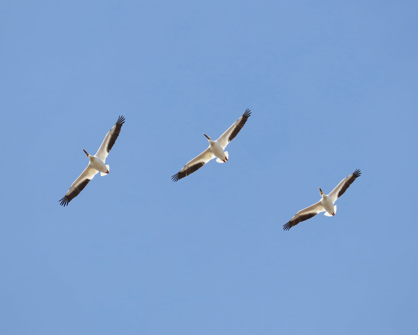 American White Pelican print, flock of pelicans in flight, soaring pelicans, birds in flight wall art, pelican picture decor, 5x7 to 16x24"