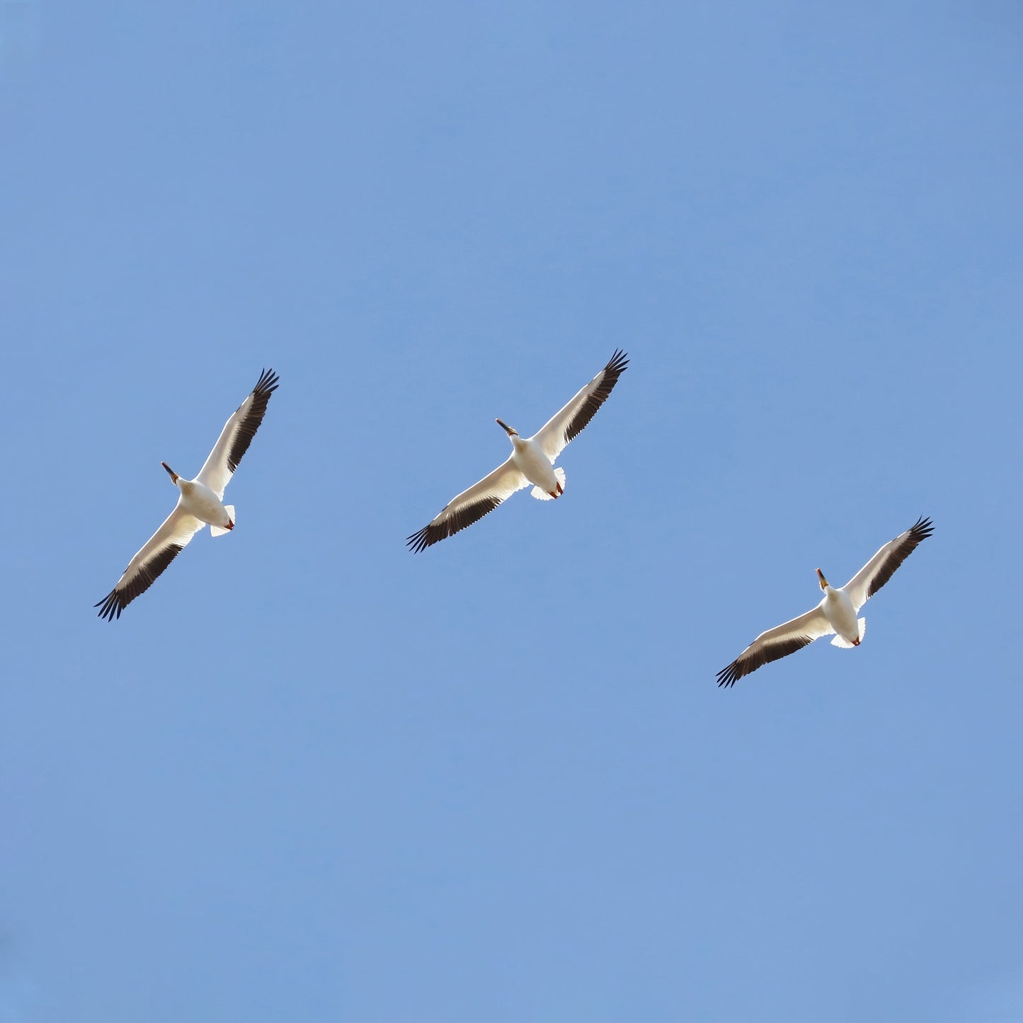 American White Pelican print, flock of pelicans in flight, soaring pelicans, birds in flight wall art, pelican picture decor, 5x7 to 16x24"