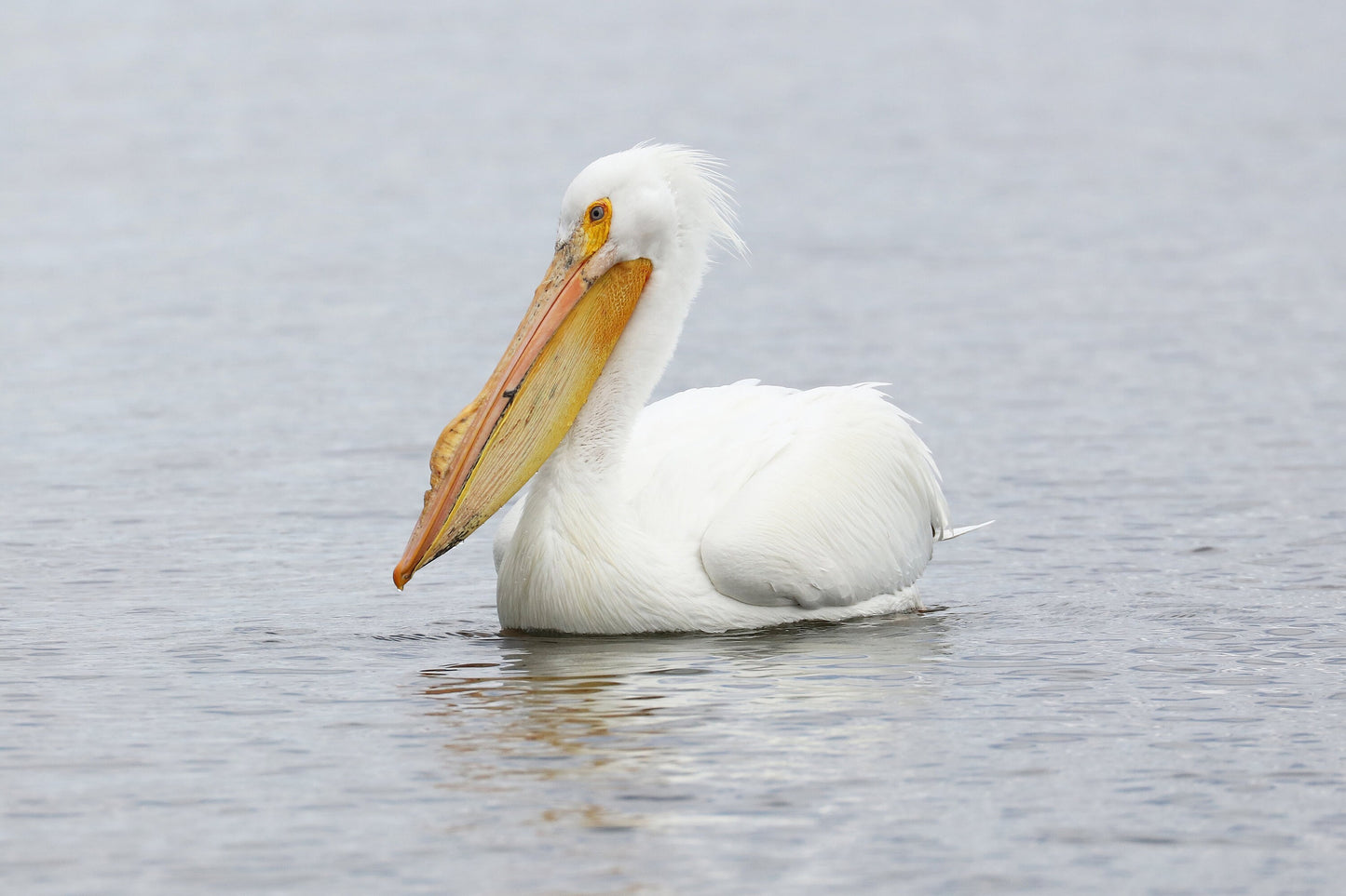 American White Pelican print, pelican decor, pelican in flight, bird wall art decor, bird photography, large pelican picture, 5x7 to 20x30"