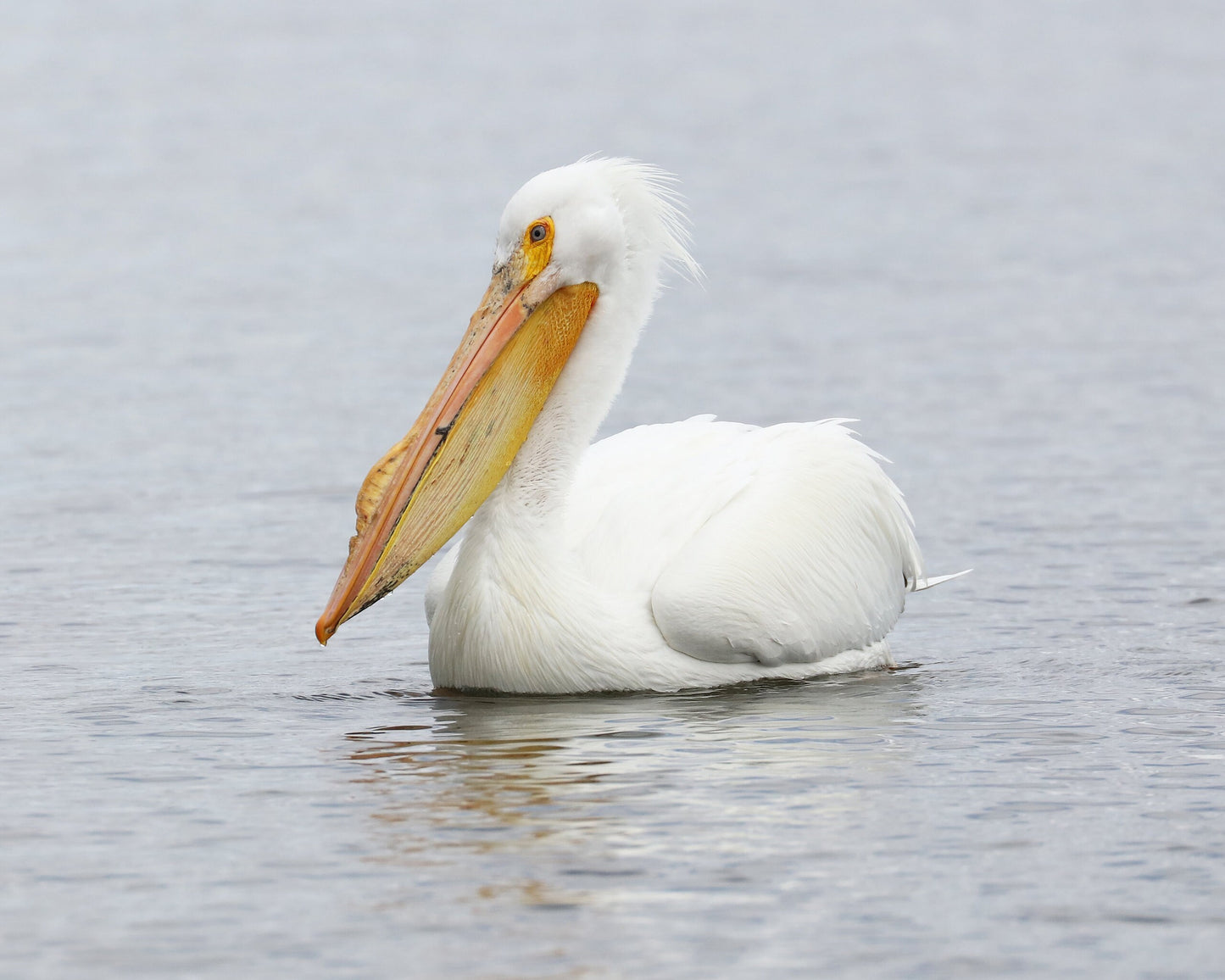 American White Pelican print, pelican decor, pelican in flight, bird wall art decor, bird photography, large pelican picture, 5x7 to 20x30"