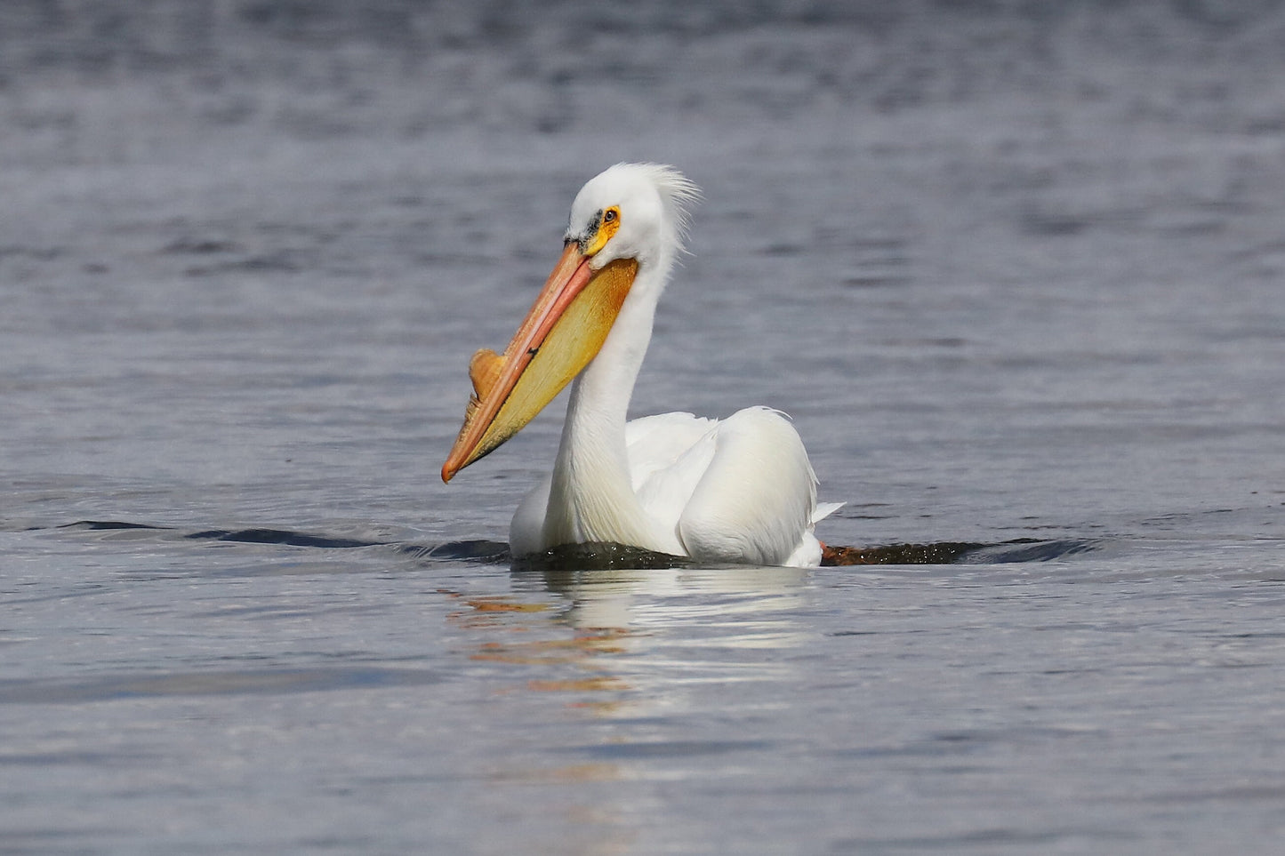 American White Pelican print, pelican decor, pelican in flight, bird wall art decor, bird photography, large pelican picture, 5x7 to 12x18"