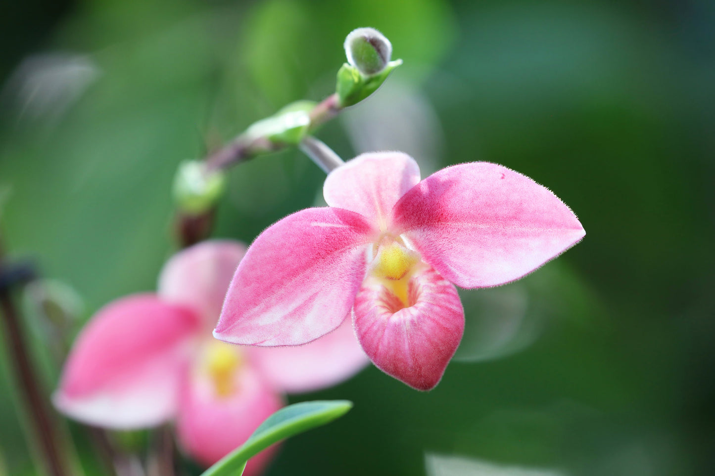 Pink Lady's Slipper Orchid print, Paphiopedilum orchid picture, coral orchid lover gift, large over bed decor, floral wall art, 5x7 to 40x60