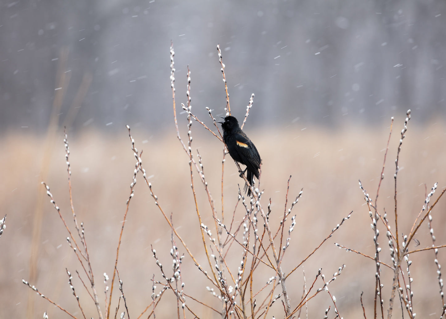 Singing Blackbird on pussy willow art, bird singing in falling snow print, large bird wall art, Red-winged Blackbird print, 5x7 to 40x60"