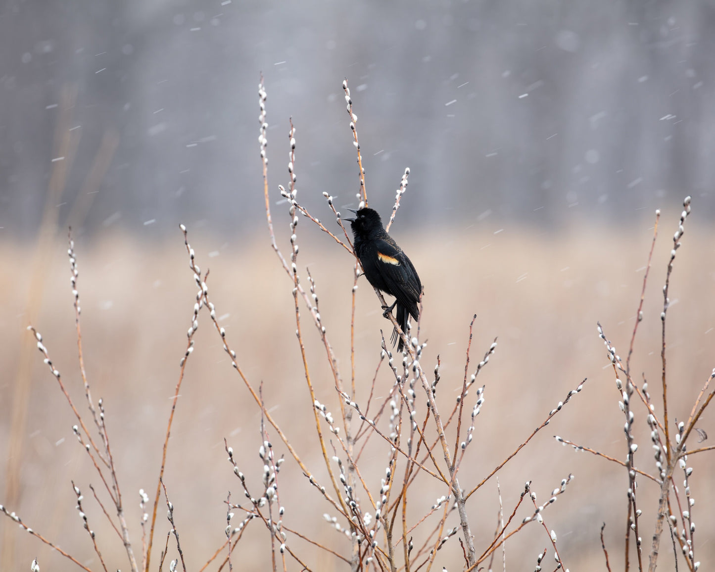 Singing Blackbird on pussy willow art, bird singing in falling snow print, large bird wall art, Red-winged Blackbird print, 5x7 to 40x60"