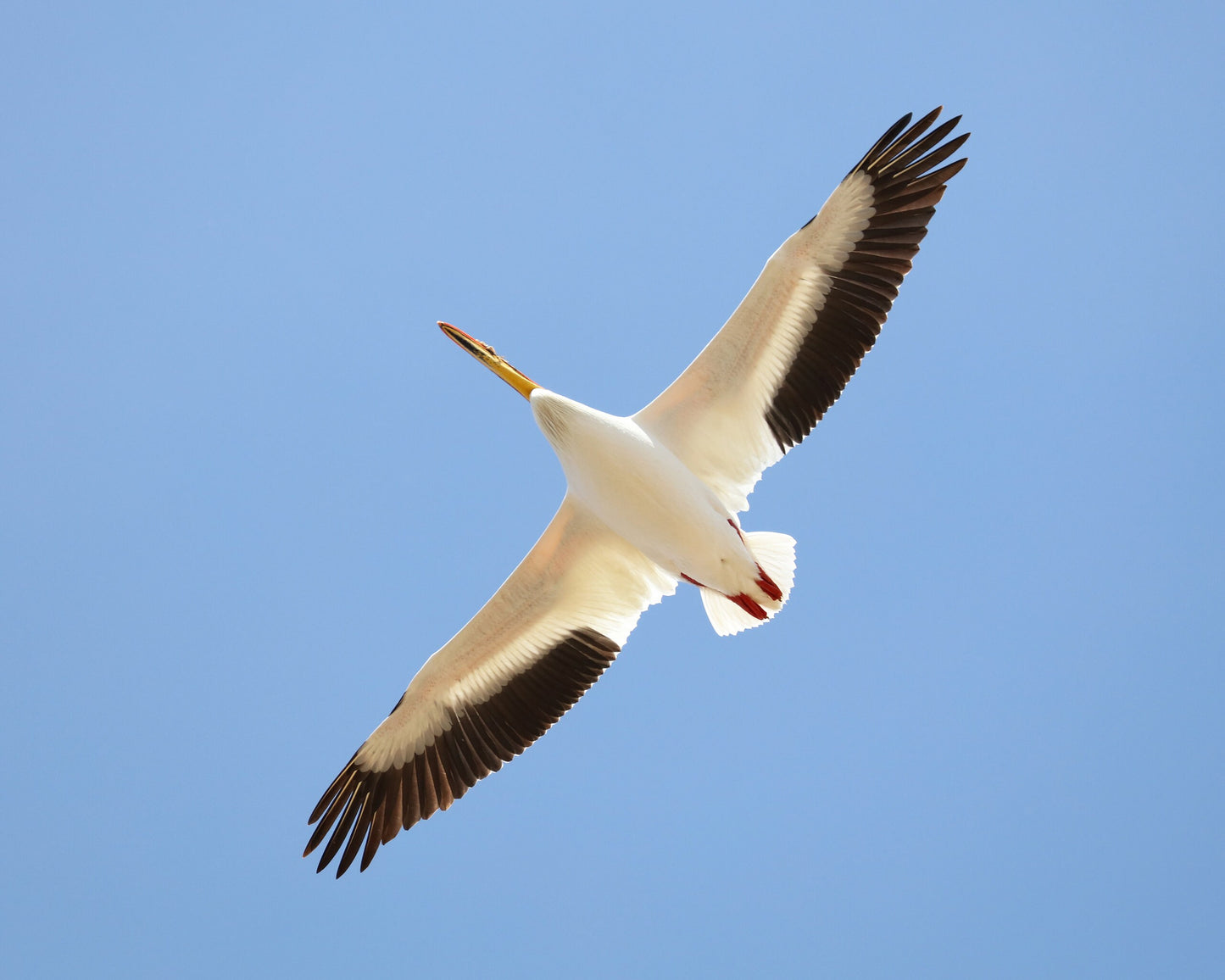 American White Pelican print, pelican decor, pelican in flight, bird wall art decor, bird photography, large pelican picture, 5x7 to 32x48"