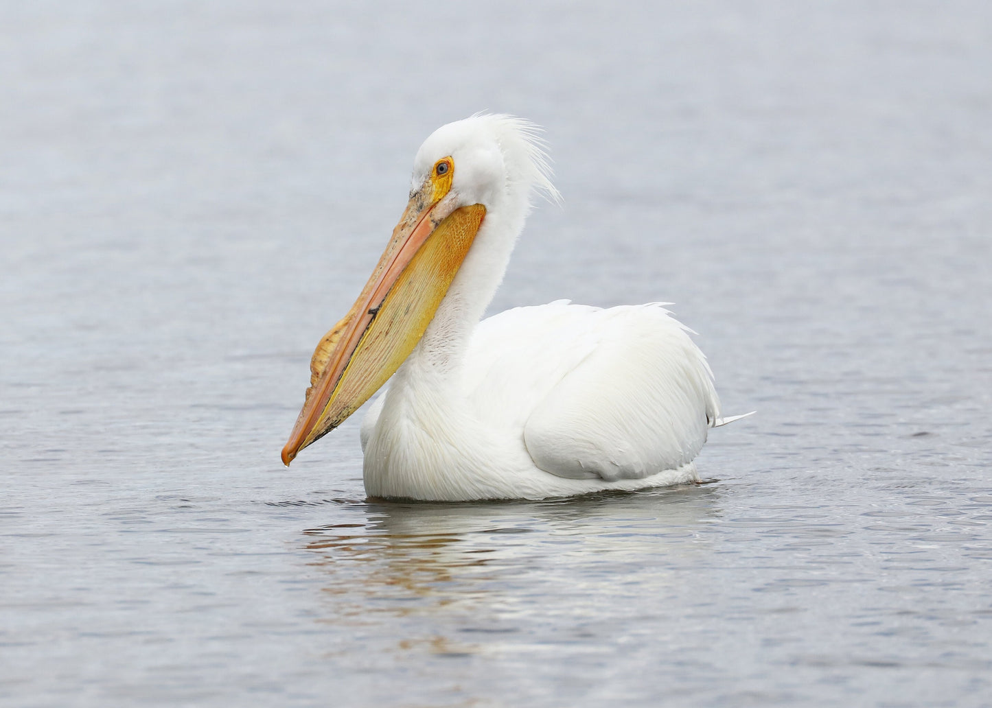 American White Pelican print, pelican decor, pelican in flight, bird wall art decor, bird photography, large pelican picture, 5x7 to 20x30"