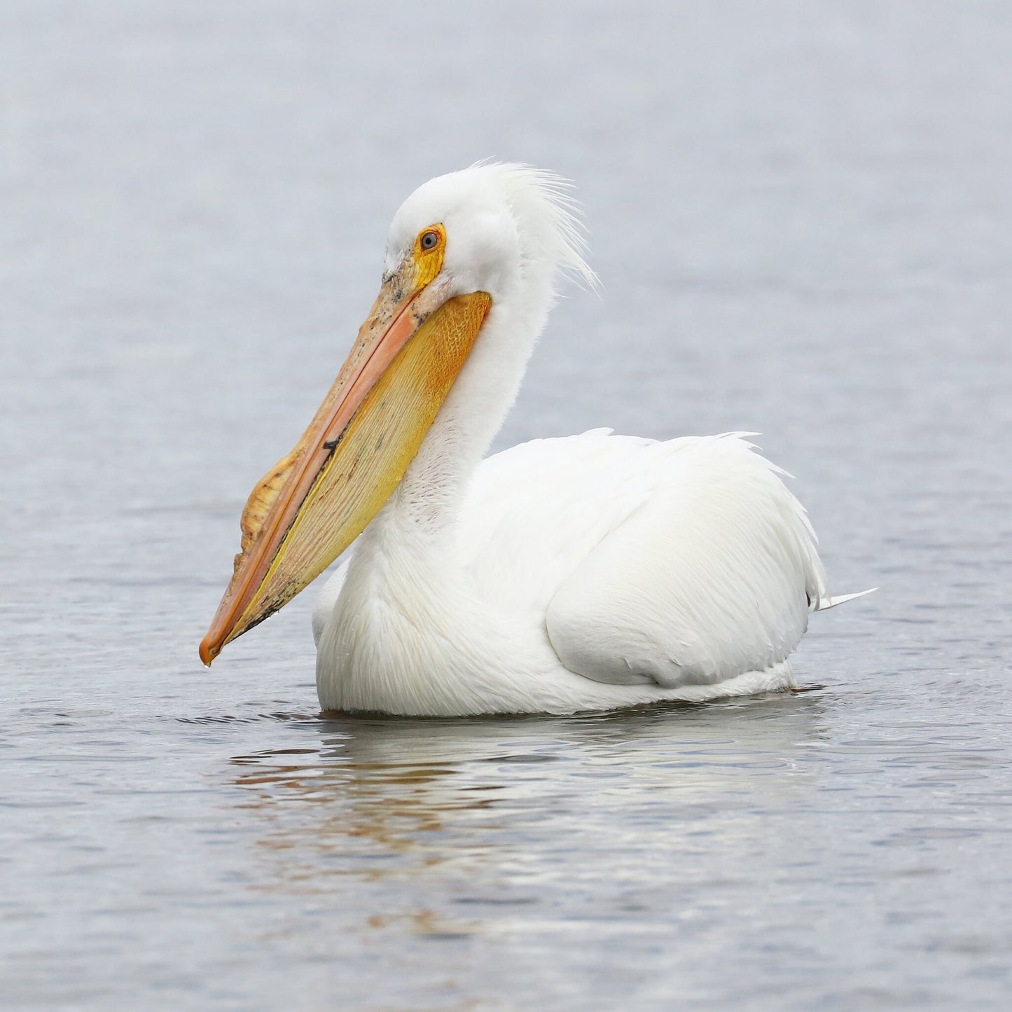 American White Pelican print, pelican decor, pelican in flight, bird wall art decor, bird photography, large pelican picture, 5x7 to 20x30"