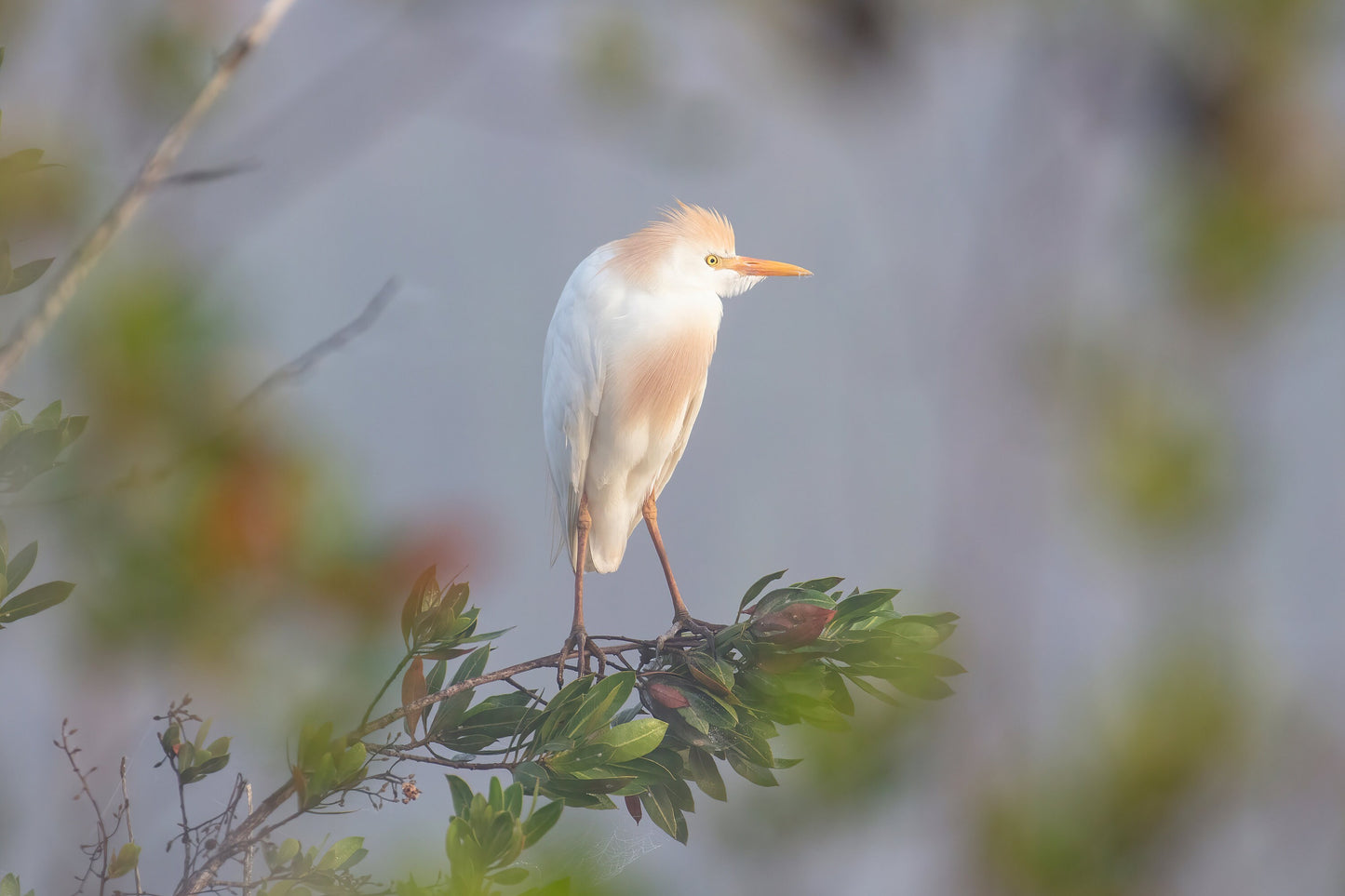 Cattle Egret print, Florida Everglades art, white egret photo, bird wall art, wildlife decor, large canvas, nature lover gift, 5x7 to 24x36"