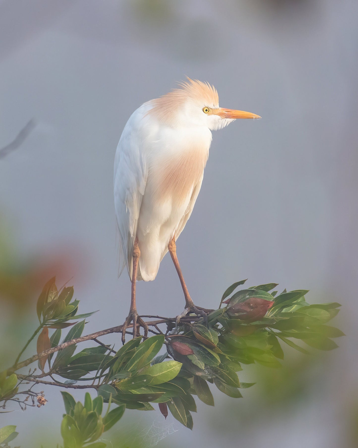 VERTICAL Egret print, Cattle Egret photo, Florida art, white bird wall art, wildlife art, large canvas, framed bird lover gift, 5x7 to 20x30