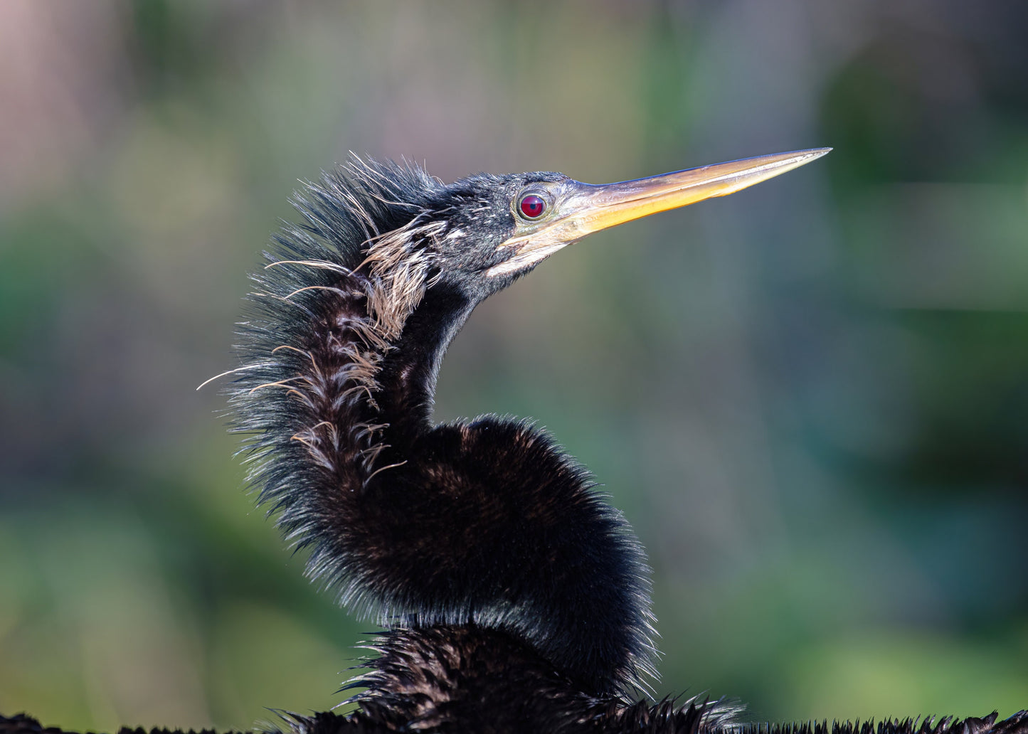 Anhinga print, Everglades wall art, bird wall art, Florida decor, bird photography, large nature art, wildlife print canvas, 5x7 to 32x48"