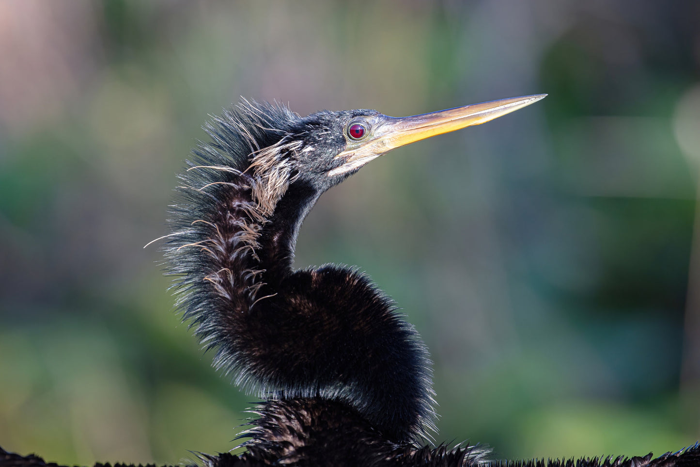 Anhinga print, Everglades wall art, bird wall art, Florida decor, bird photography, large nature art, wildlife print canvas, 5x7 to 32x48"