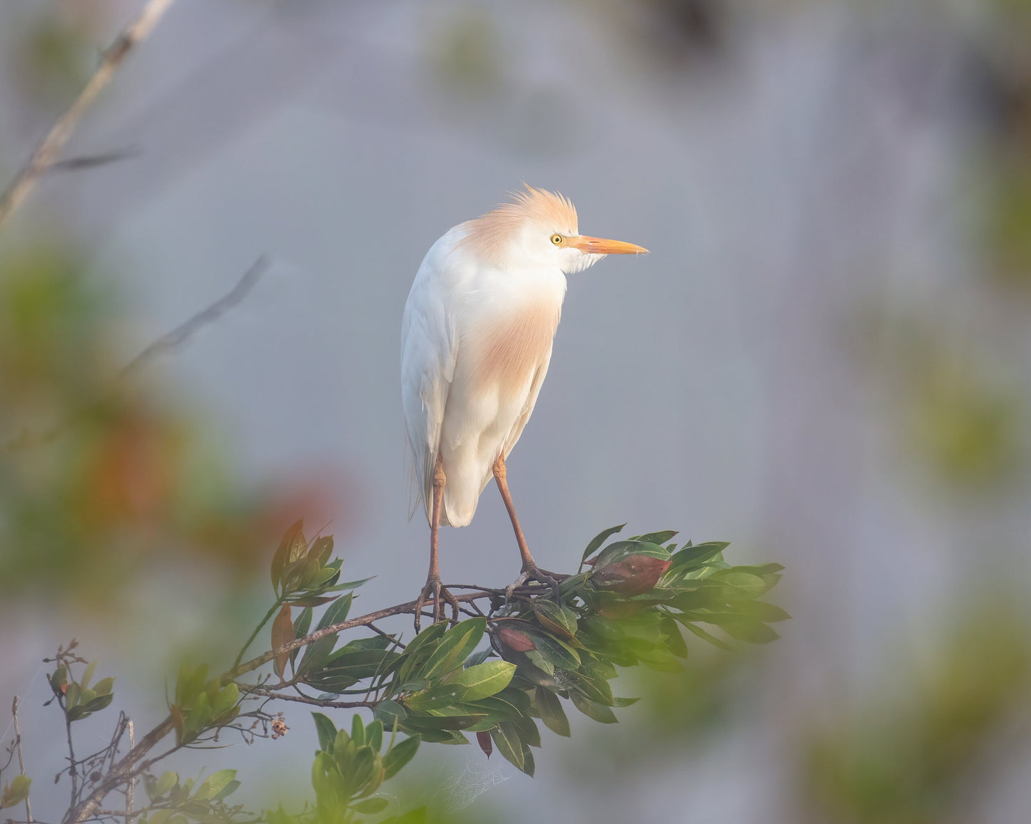 Cattle Egret print, Florida Everglades art, white egret photo, bird wall art, wildlife decor, large canvas, nature lover gift, 5x7 to 24x36"