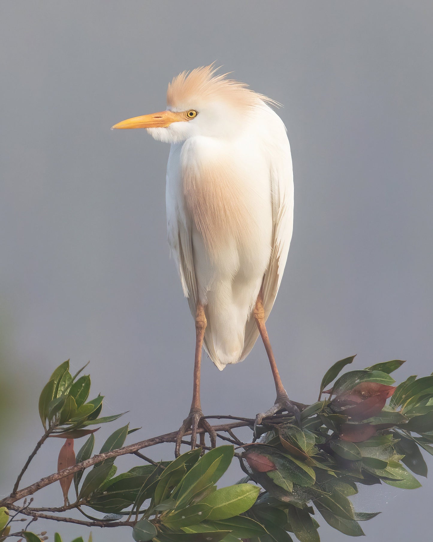 VERTICAL Egret print, Cattle Egret photo, Florida art, white bird wall art, wildlife art, large canvas, framed bird lover gift, 5x7 to 16x24