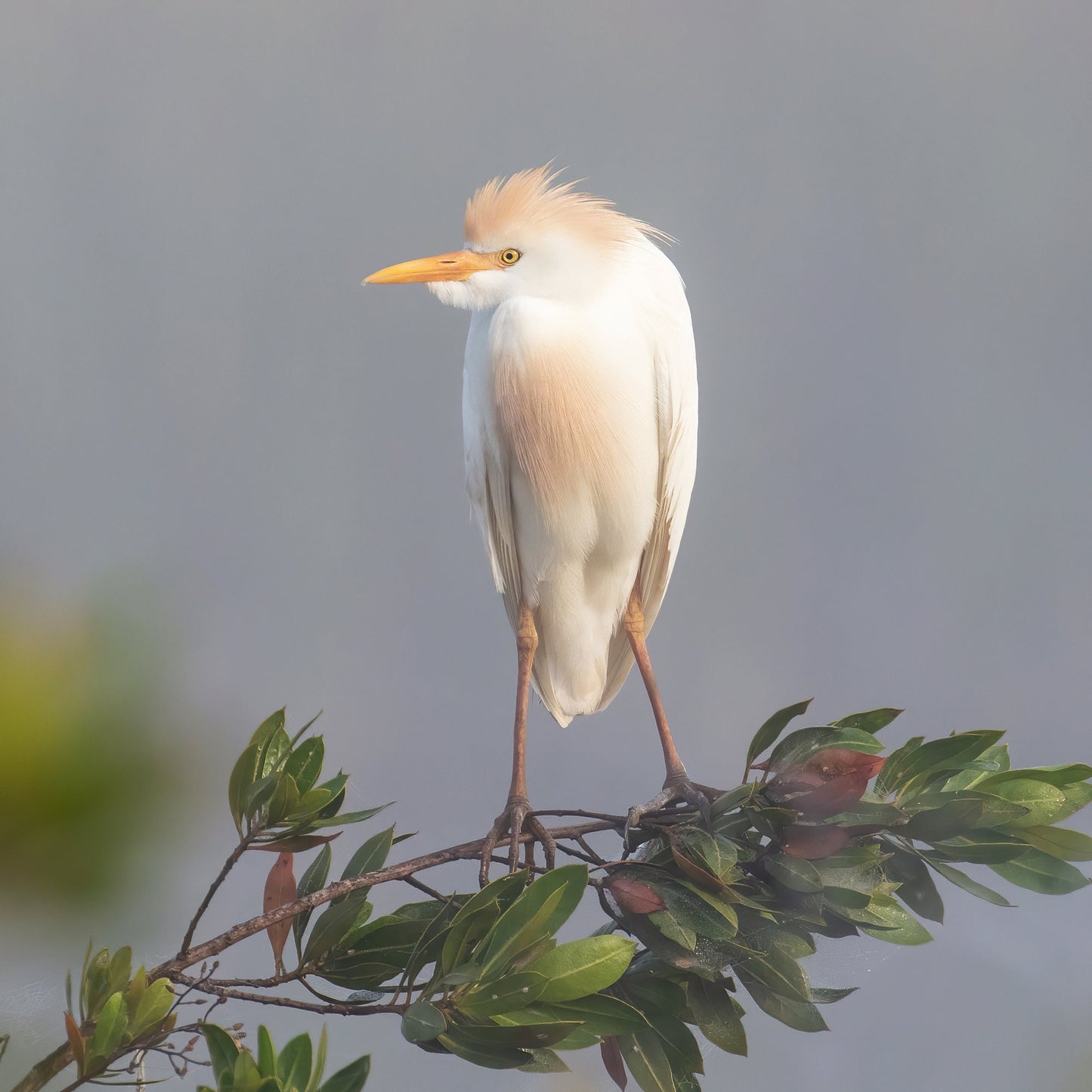 VERTICAL Egret print, Cattle Egret photo, Florida art, white bird wall art, wildlife art, large canvas, framed bird lover gift, 5x7 to 16x24