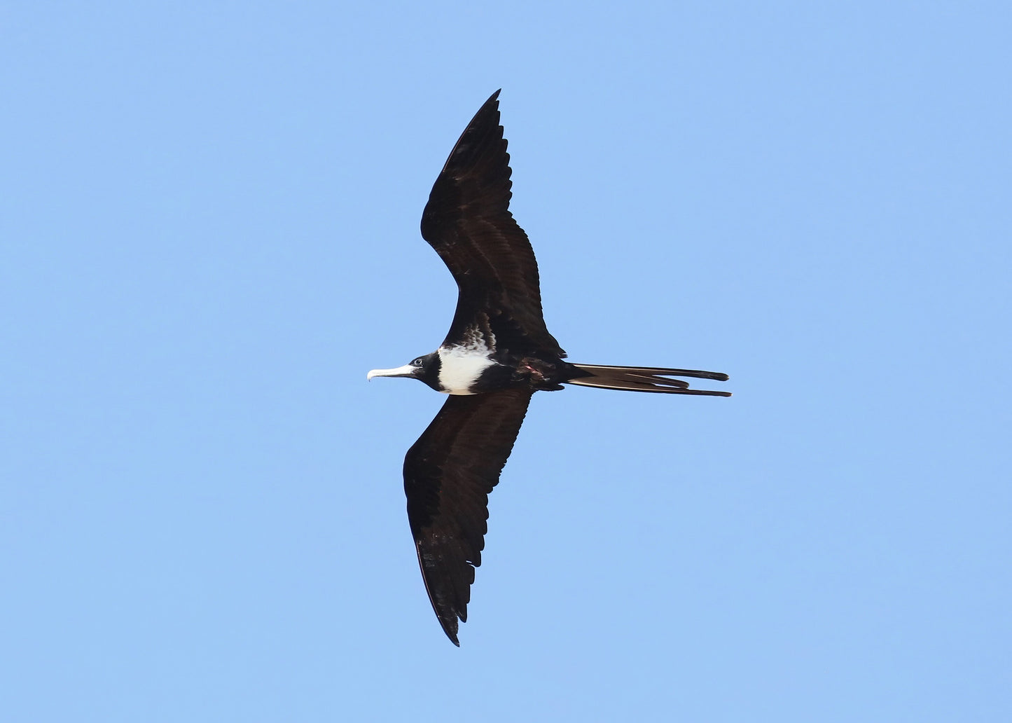 Magnificent Frigatebird print, Florida wildlife art, bird wall art, female frigate bird in flight photo, Florida nature gift, 5x7 to 16x24"