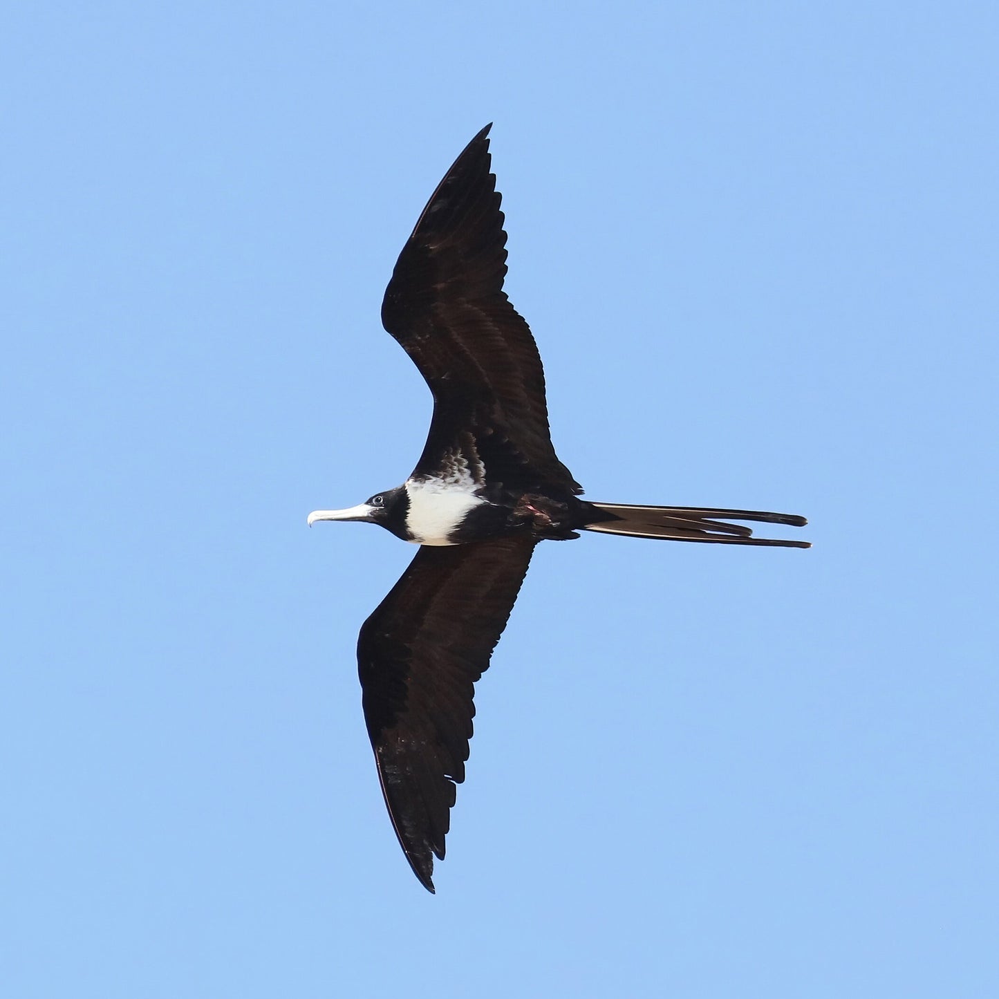 Magnificent Frigatebird print, Florida wildlife art, bird wall art, female frigate bird in flight photo, Florida nature gift, 5x7 to 16x24"