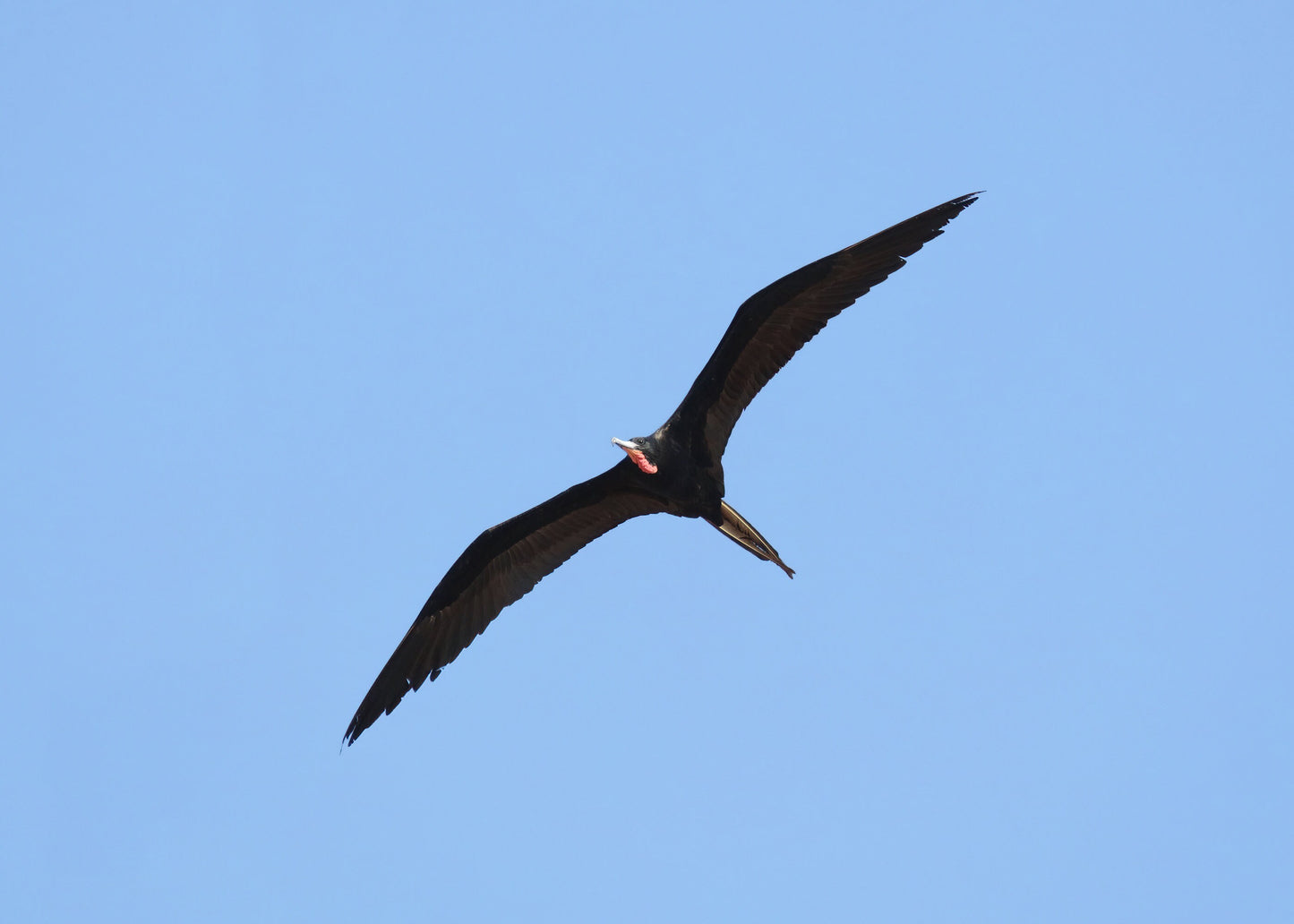 Male Magnificent Frigatebird print, Florida wall art, bird art, frigate bird in flight, Florida gift, framed bird lover gift, 5x7 to 20x30"