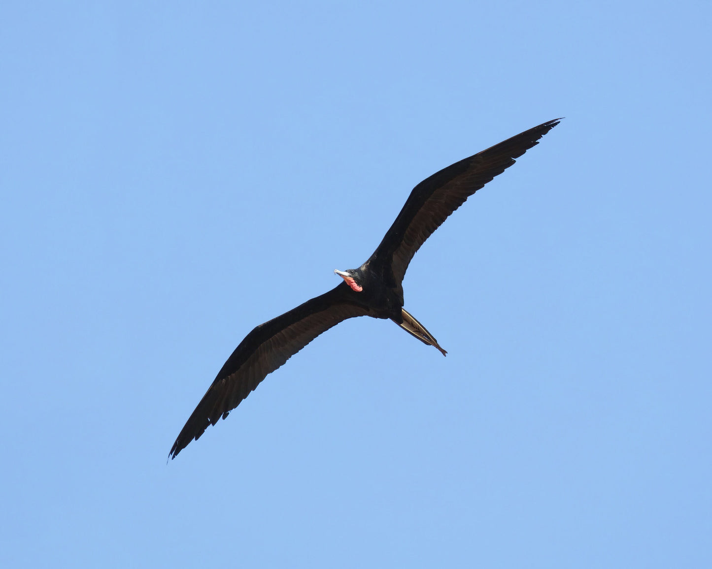 Male Magnificent Frigatebird print, Florida wall art, bird art, frigate bird in flight, Florida gift, framed bird lover gift, 5x7 to 20x30"