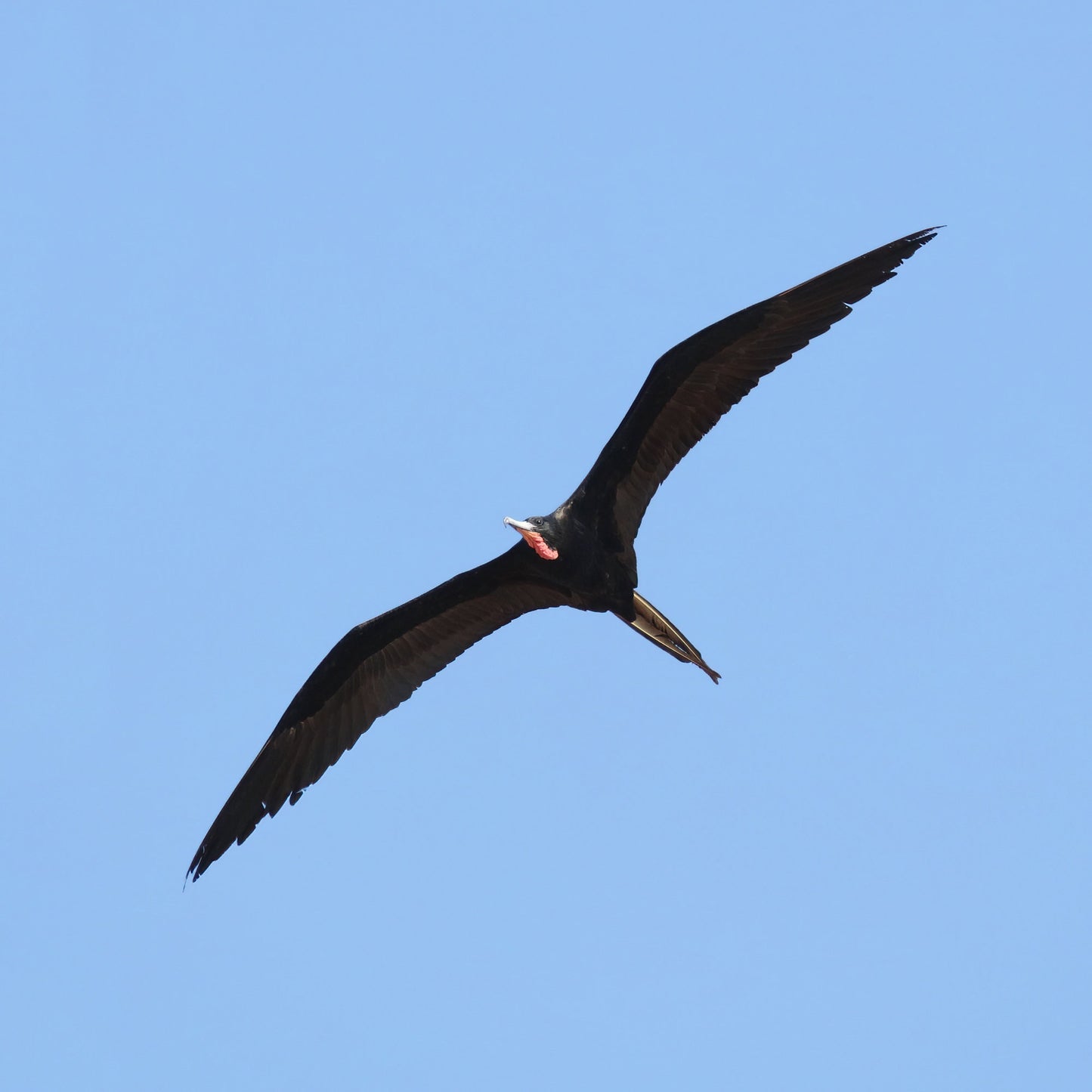 Male Magnificent Frigatebird print, Florida wall art, bird art, frigate bird in flight, Florida gift, framed bird lover gift, 5x7 to 20x30"