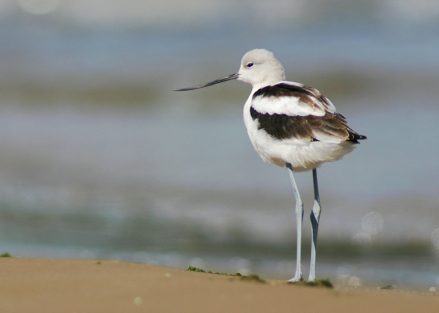 American Avocet print, shorebird photo, unique bird wall art, wildlife print, lake house decor, framed bird art, bird canvas, 5x7 to 16x24"