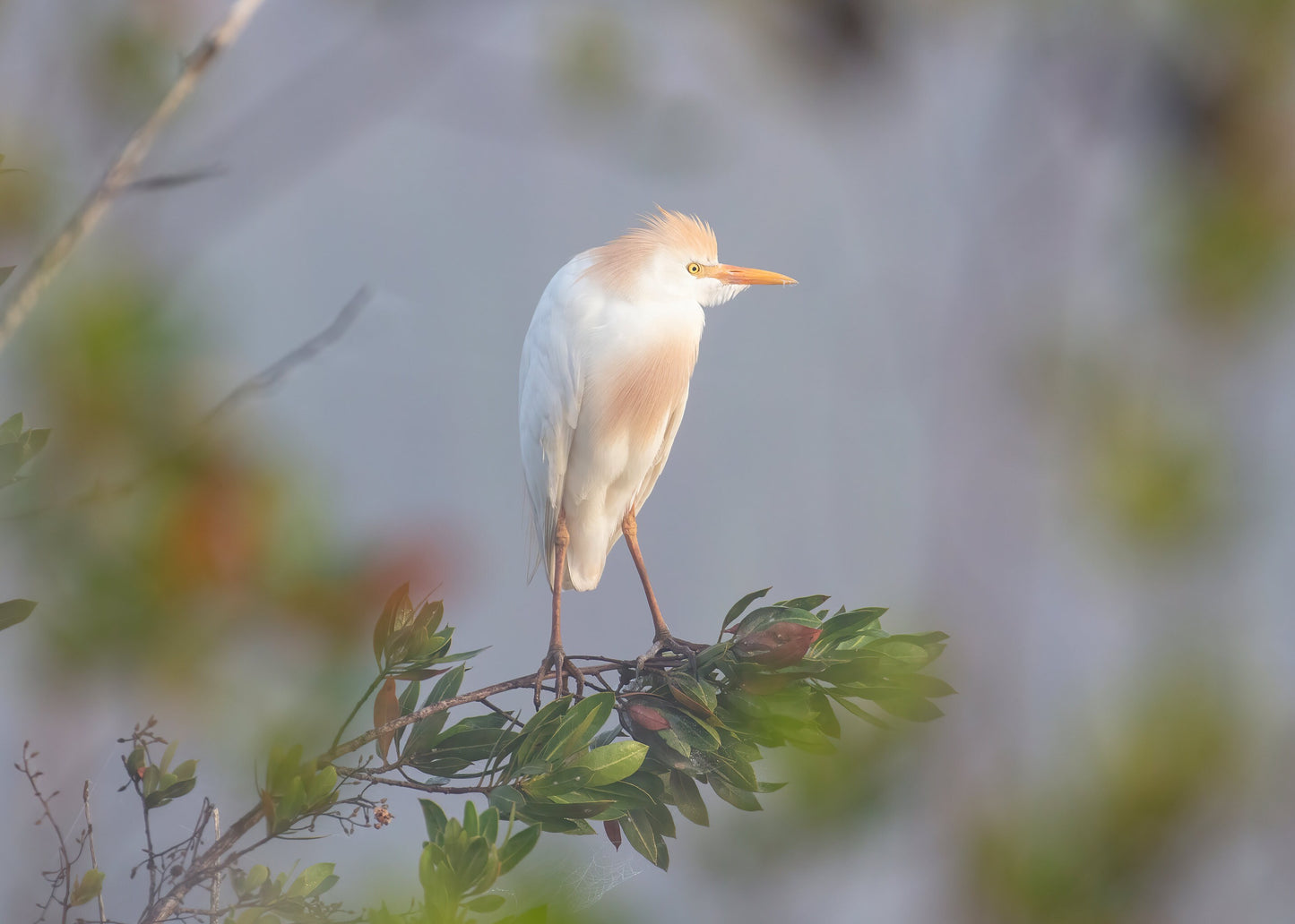 Cattle Egret print, Florida Everglades art, white egret photo, bird wall art, wildlife decor, large canvas, nature lover gift, 5x7 to 24x36"