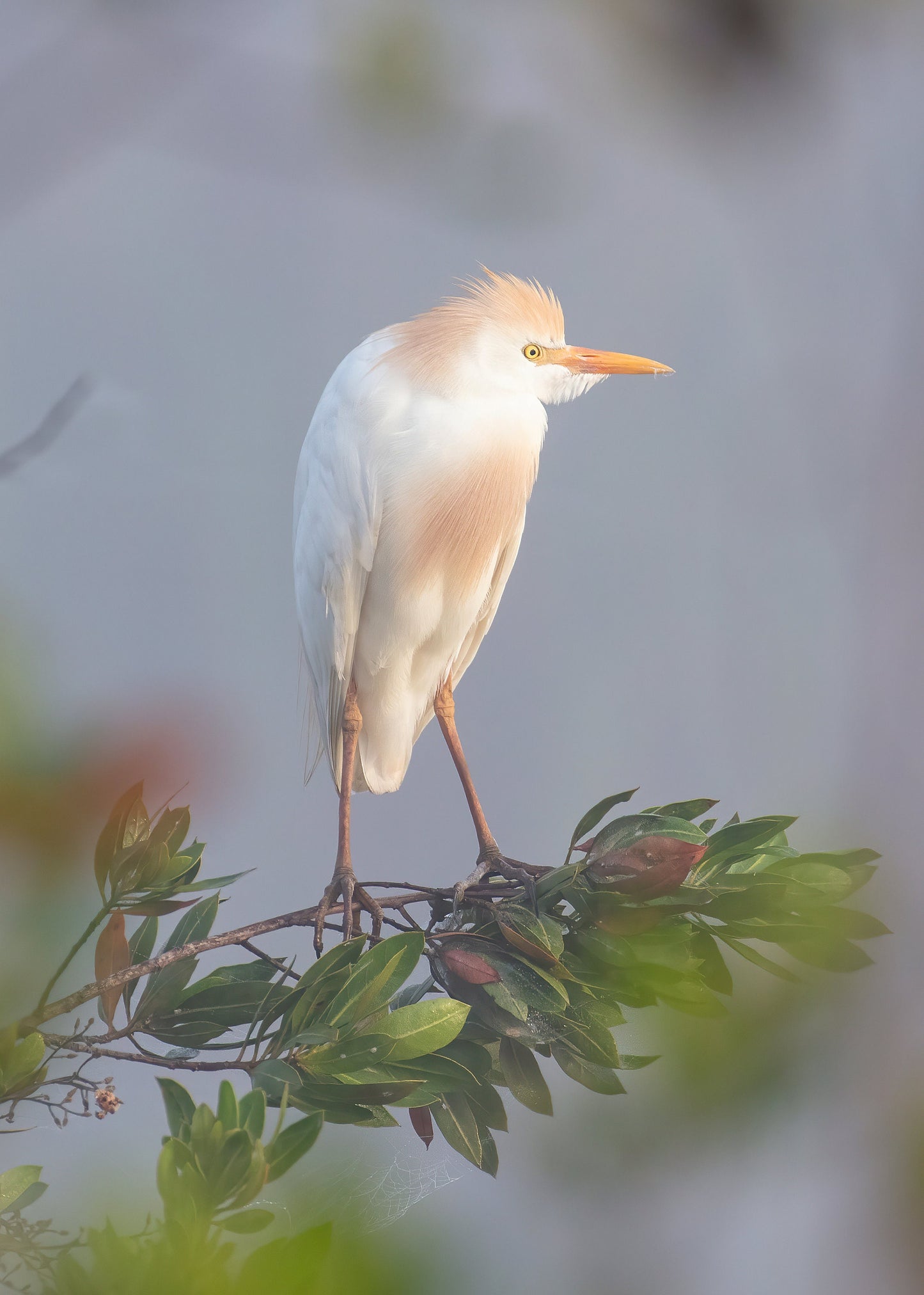 VERTICAL Egret print, Cattle Egret photo, Florida art, white bird wall art, wildlife art, large canvas, framed bird lover gift, 5x7 to 20x30