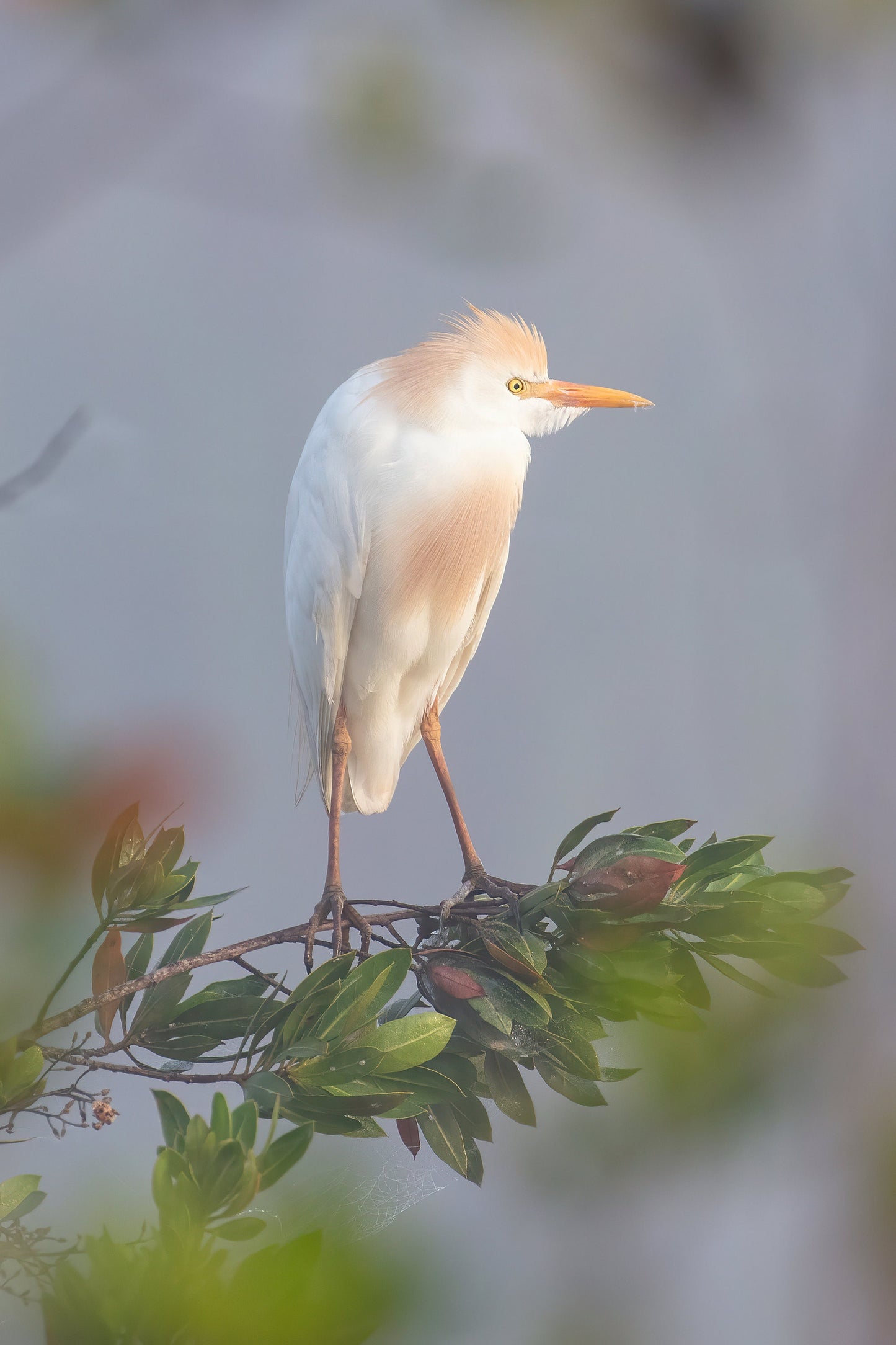 VERTICAL Egret print, Cattle Egret photo, Florida art, white bird wall art, wildlife art, large canvas, framed bird lover gift, 5x7 to 20x30