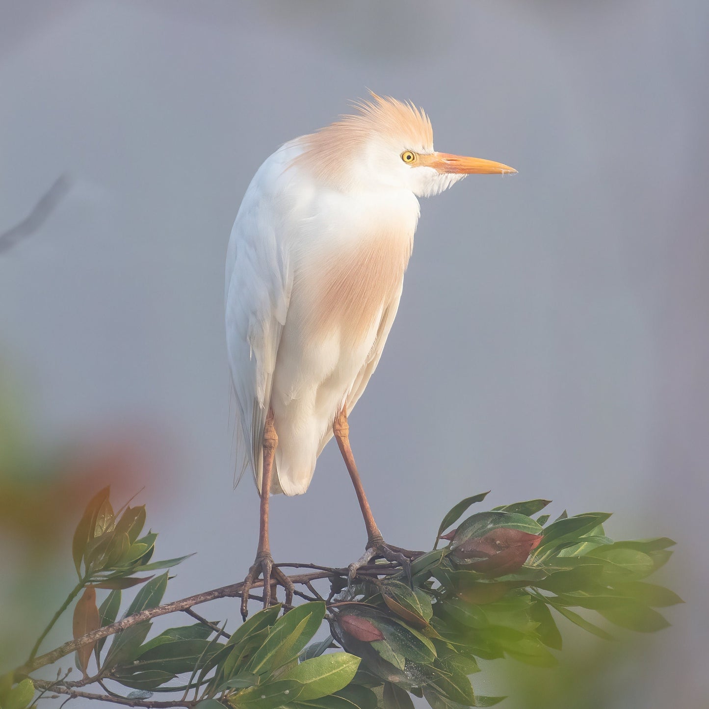 VERTICAL Egret print, Cattle Egret photo, Florida art, white bird wall art, wildlife art, large canvas, framed bird lover gift, 5x7 to 20x30