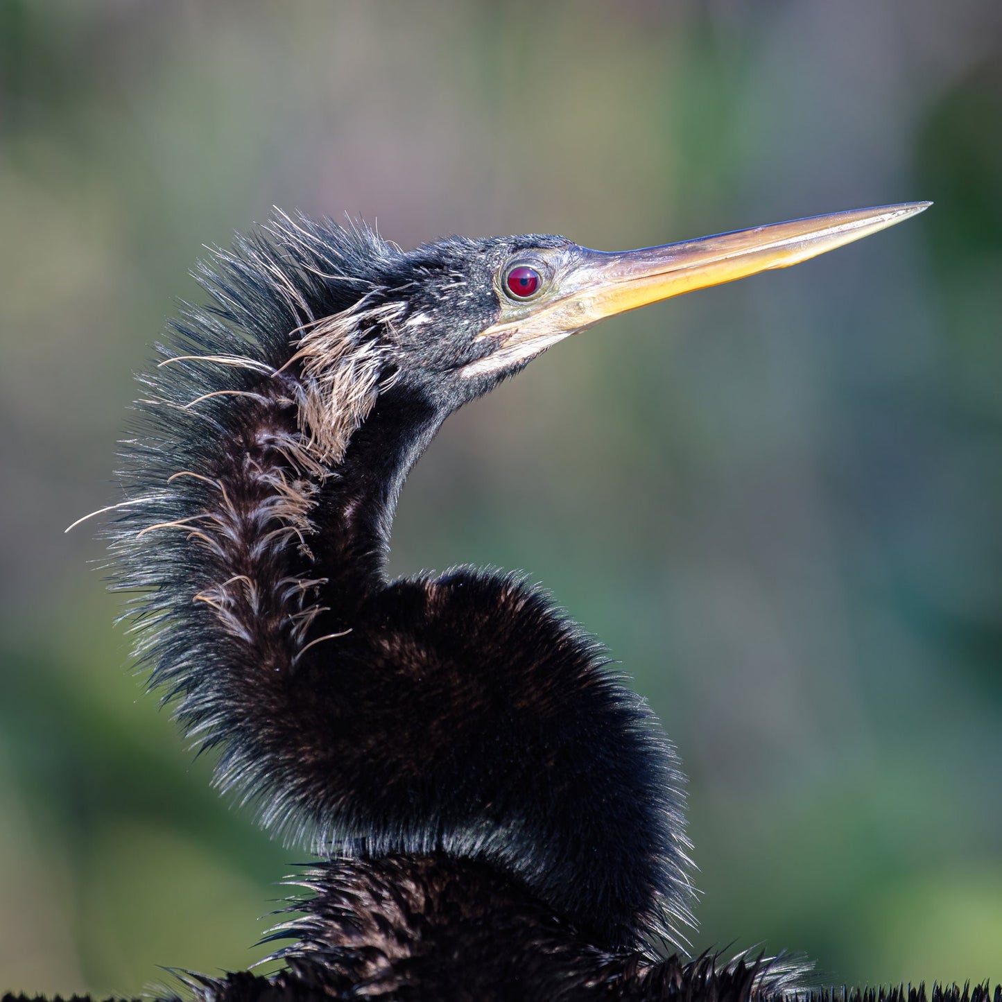 Anhinga print, Everglades wall art, bird wall art, Florida decor, bird photography, large nature art, wildlife print canvas, 5x7 to 32x48"